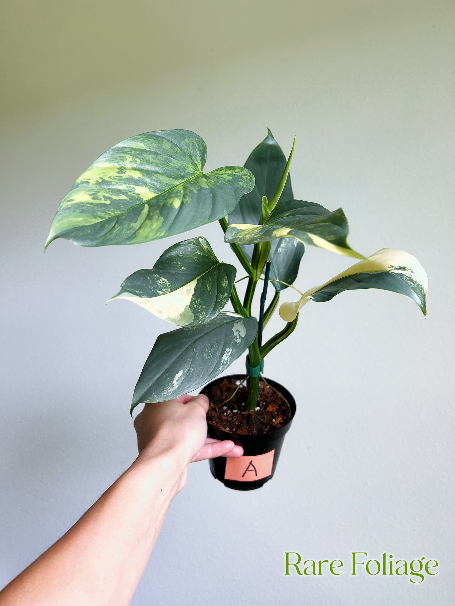 Philodendron Silver Sword Variegated 3”