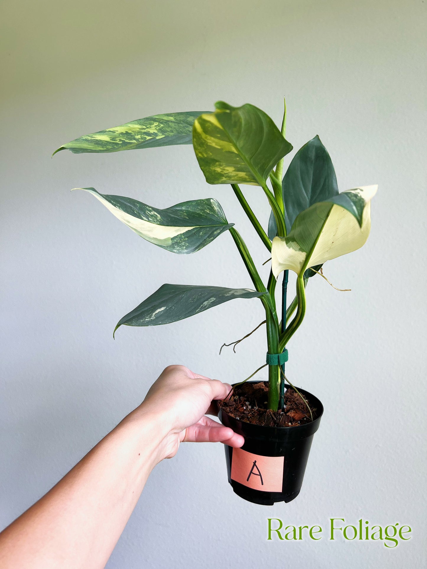 Philodendron Silver Sword Variegated 3”