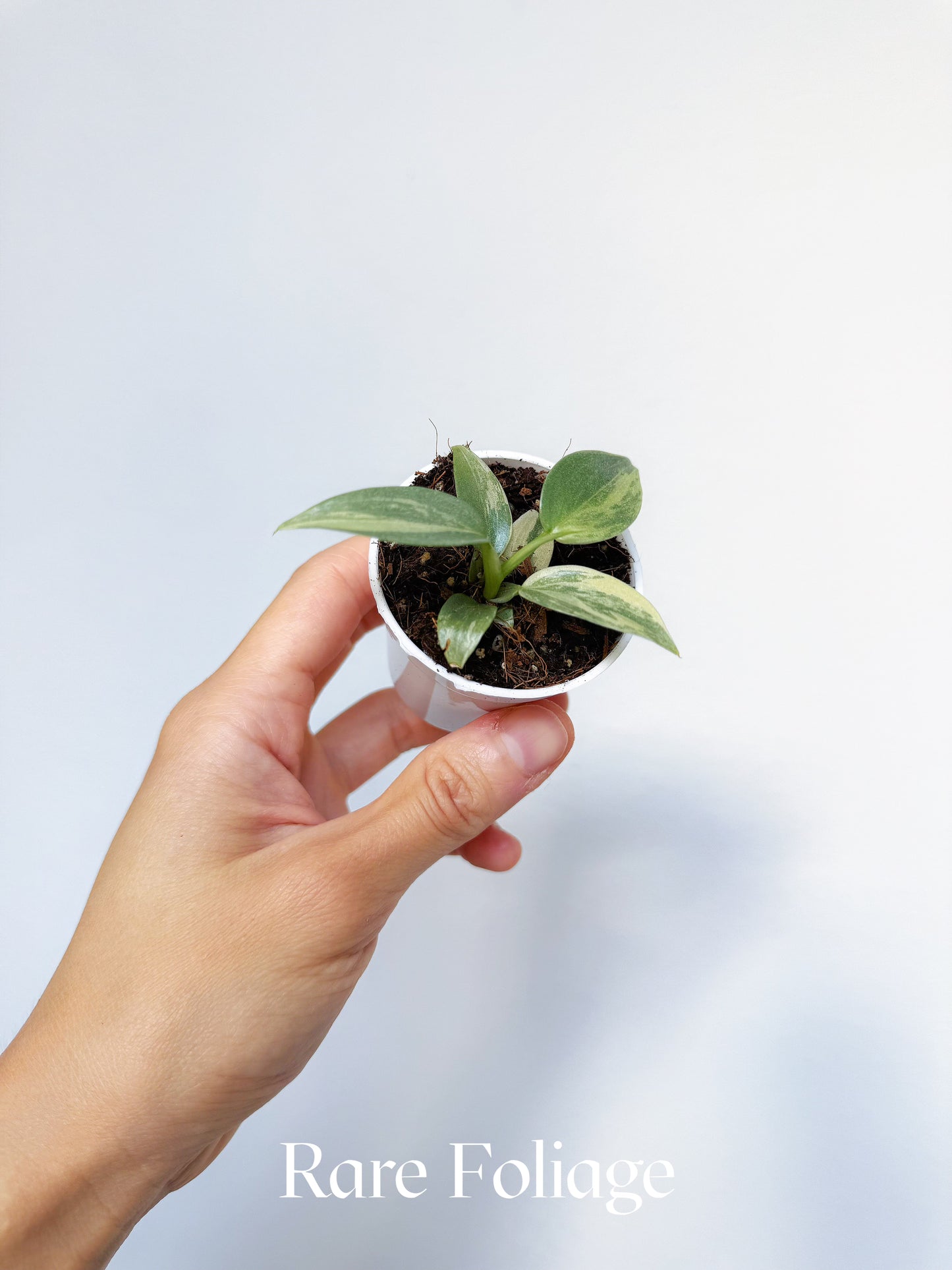 Philodendron Silver Sword Variegated 2"