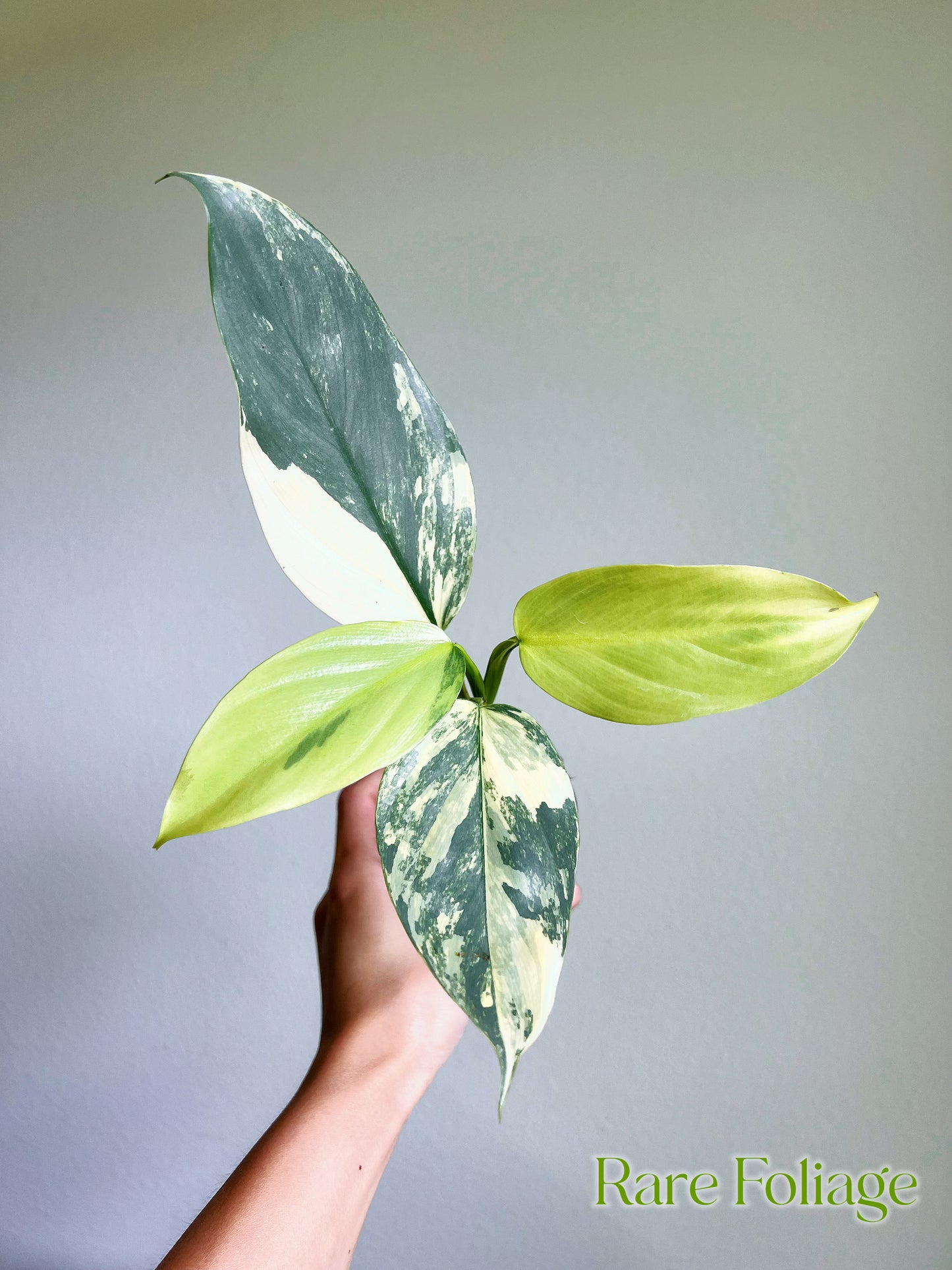 Philodendron Silver Sword Variegated 3”