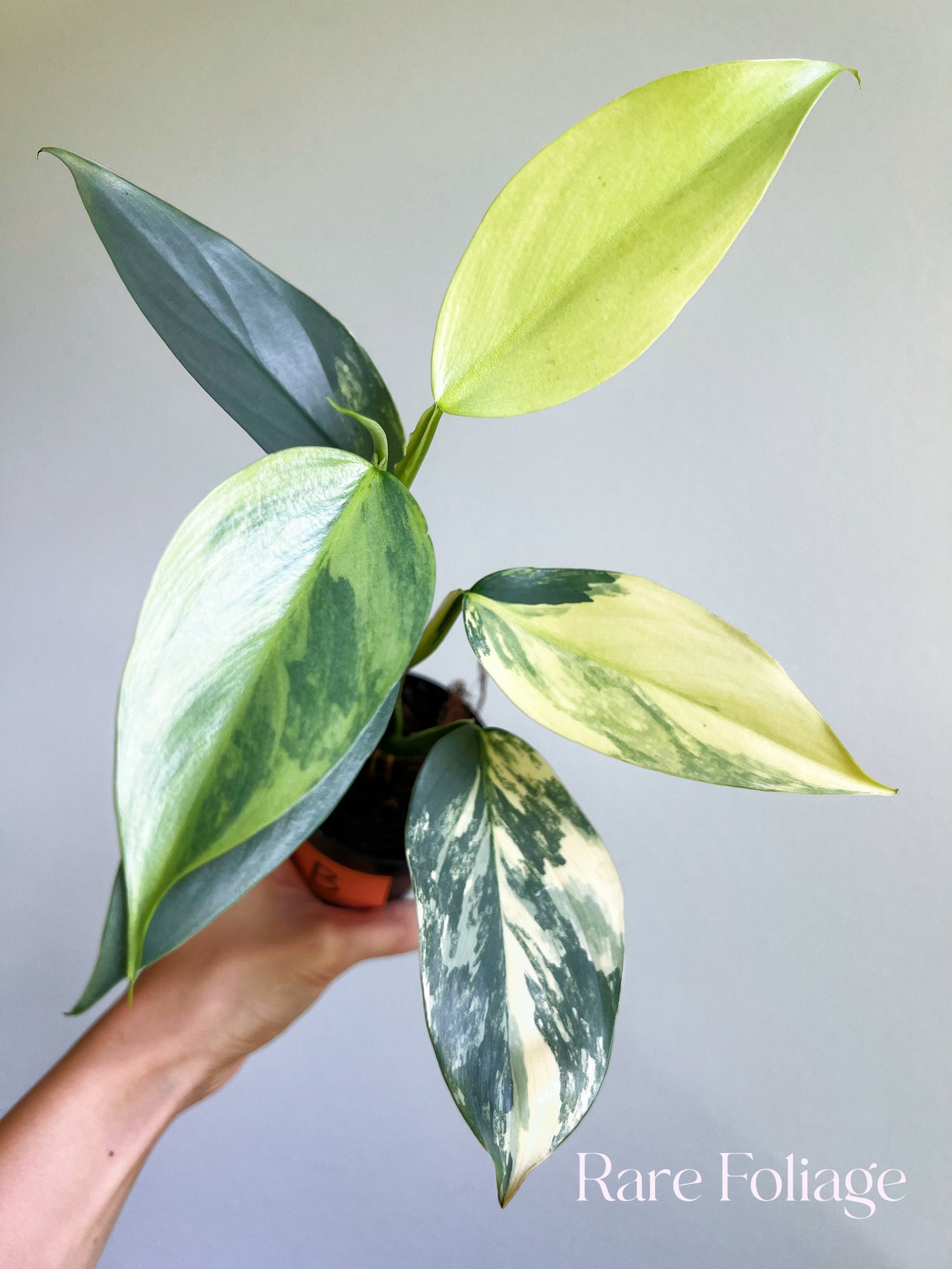 philodendron grey sticks Philodendron Silver Sword Variegated 3”