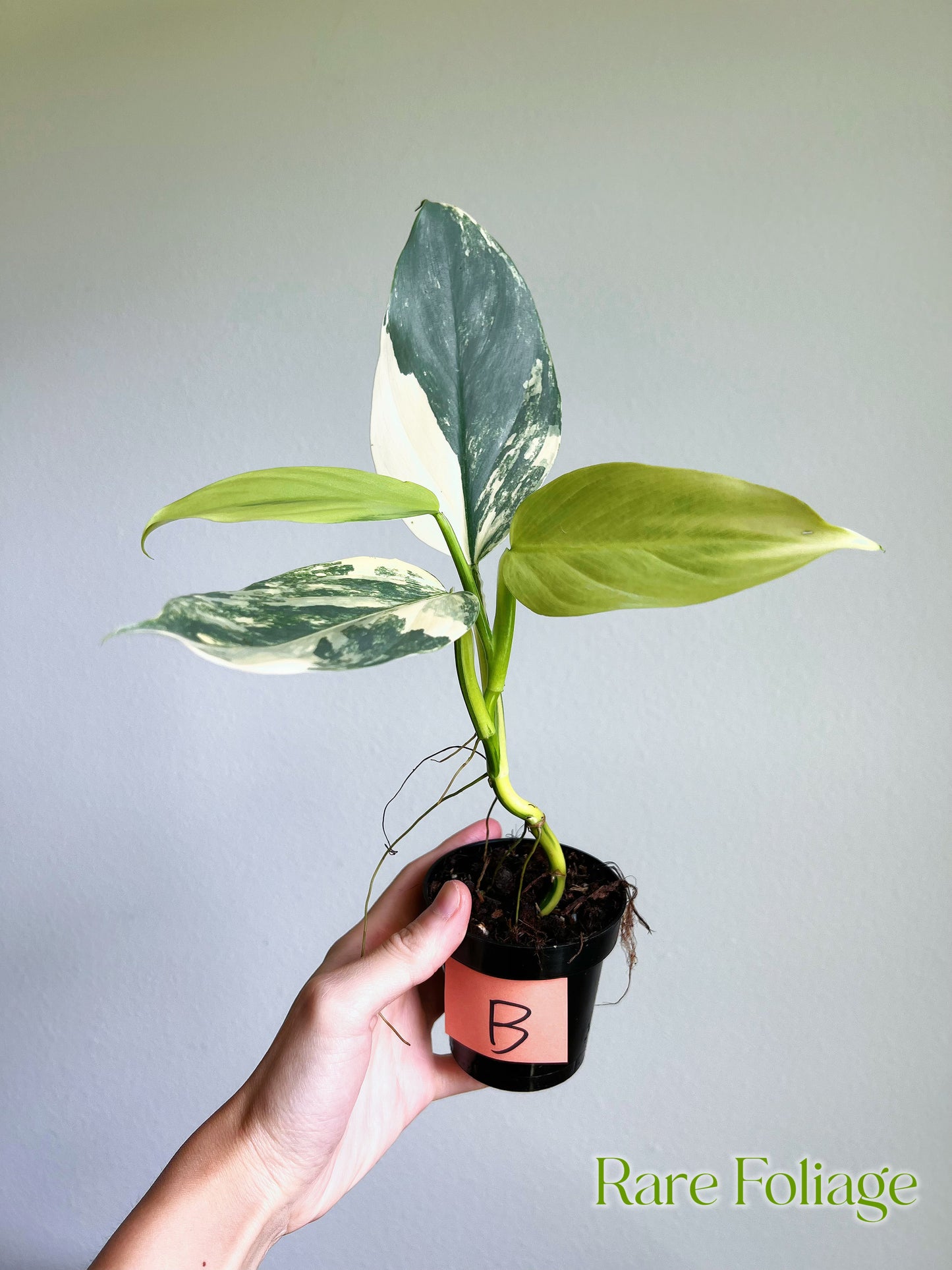 Philodendron Silver Sword Variegated 3”