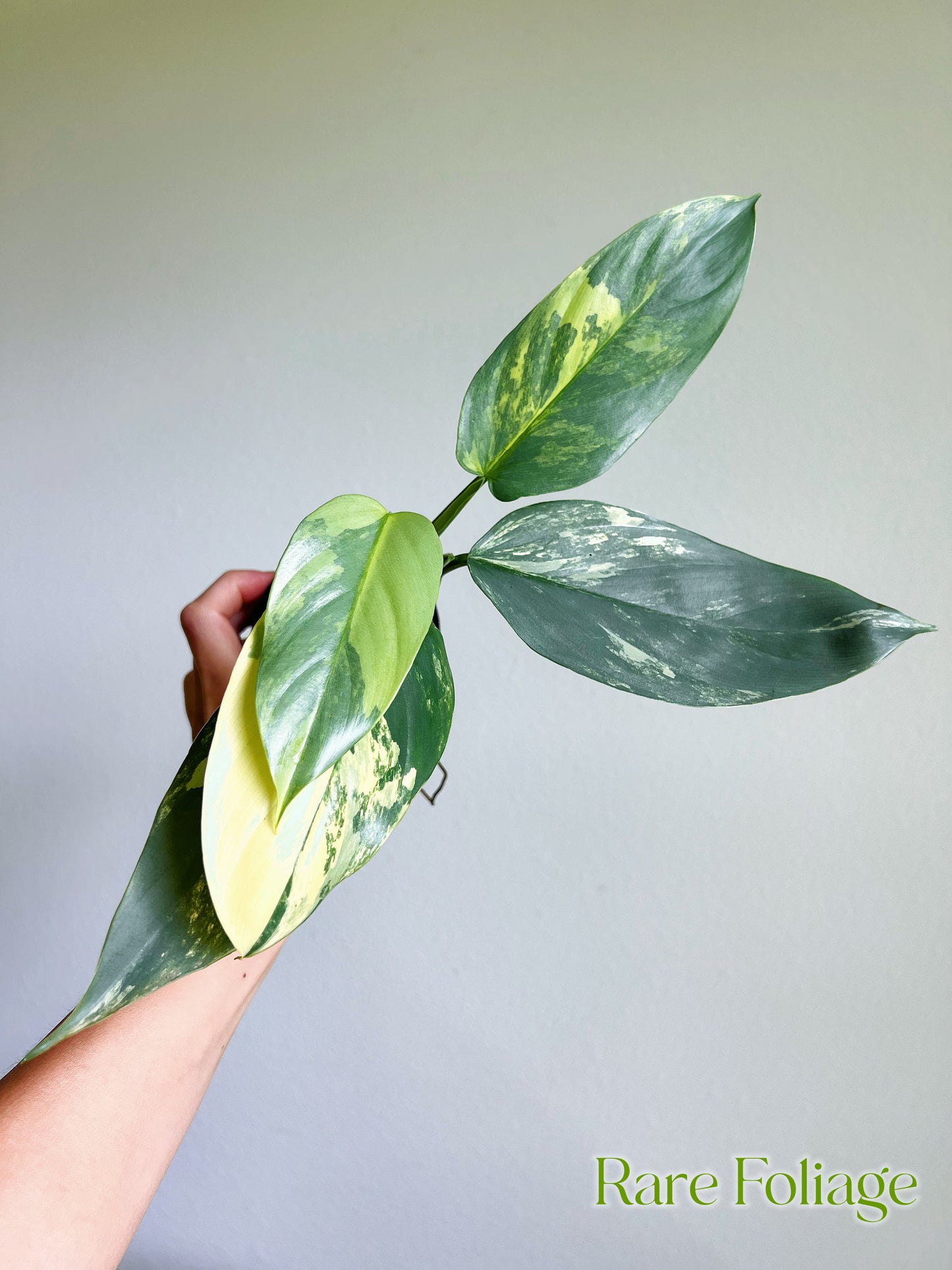 Philodendron Silver Sword Variegated 3”