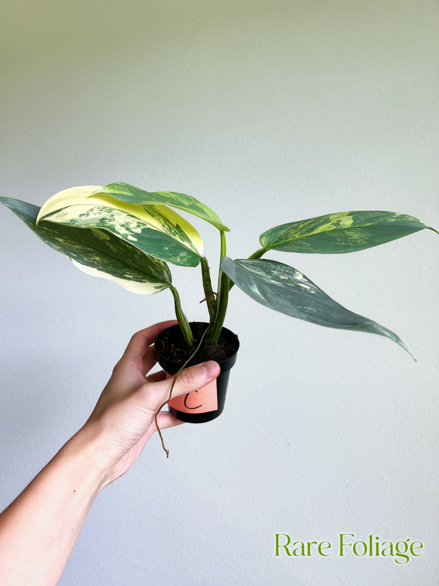 Philodendron Silver Sword Variegated 3”