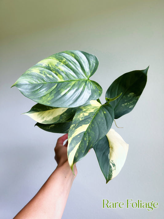 Philodendron Silver Sword Variegated 3”