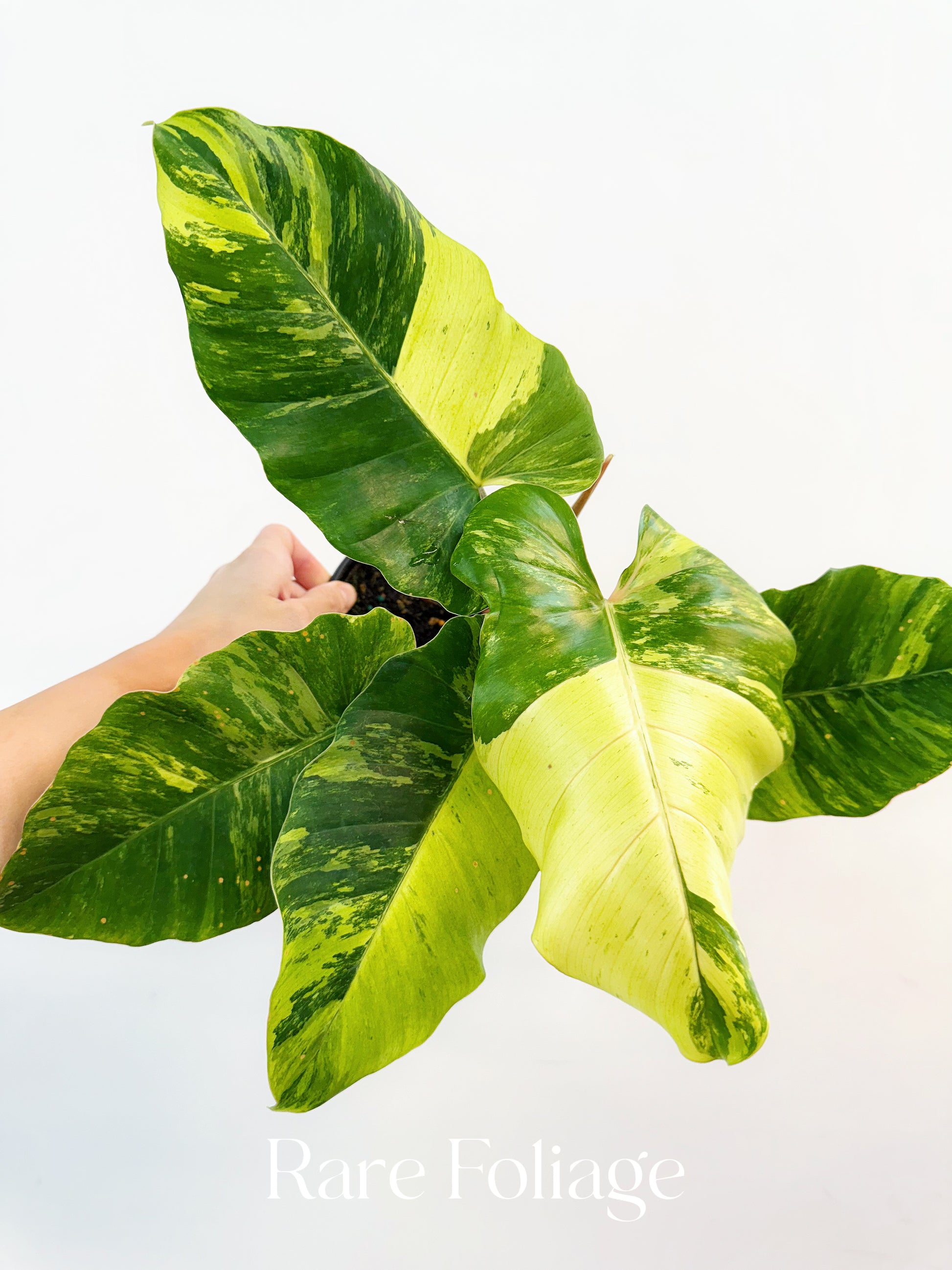 snow drift philodendron Philodendron Snowdrift Variegated 4”
