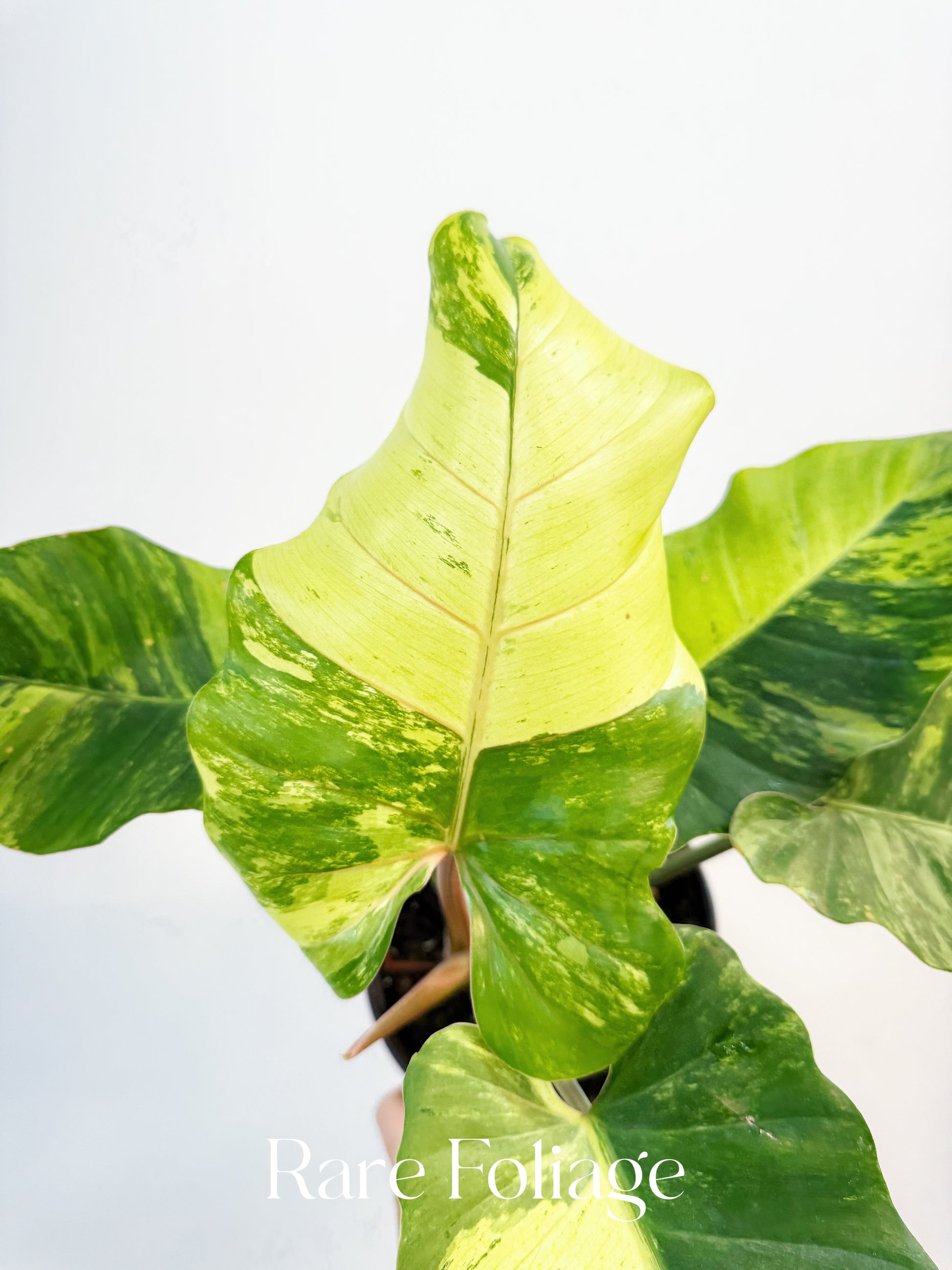 philodendron snowdrift price Philodendron Snowdrift Variegated 4” – Rare Foliage Plant Co