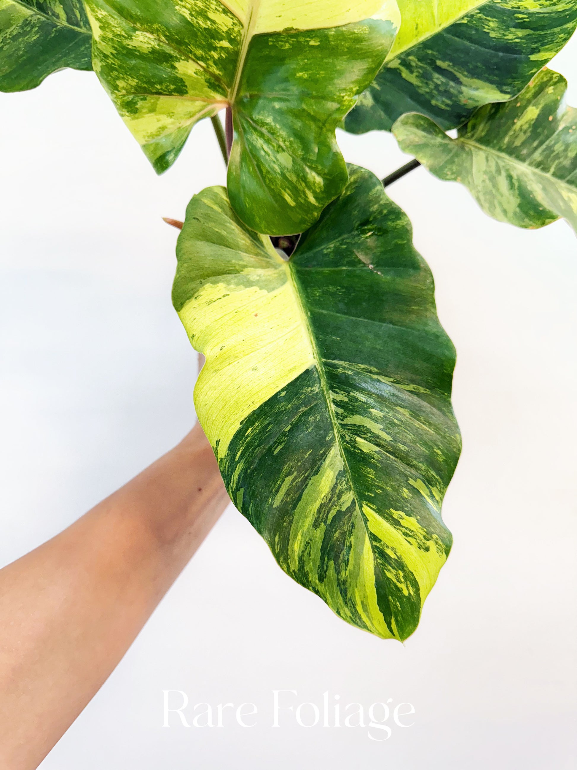 philodendron snowdrift variegated Philodendron Snowdrift Variegated 4”