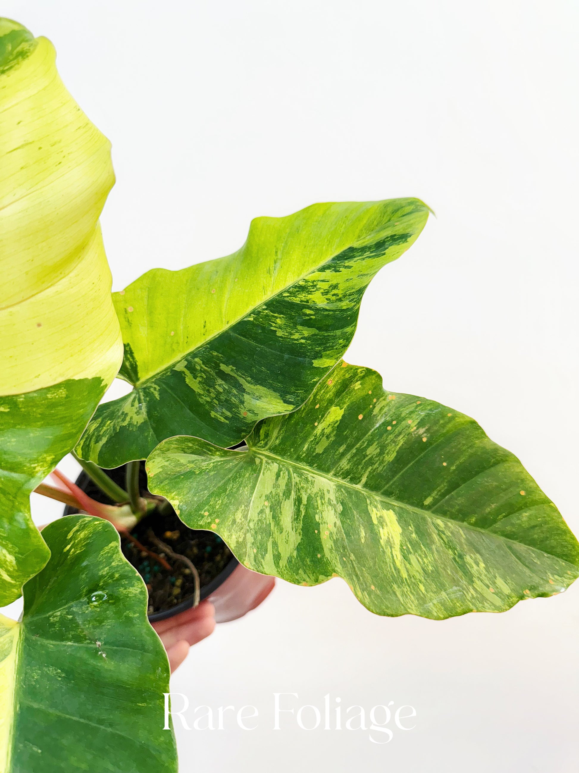 philodendron snowdrift variegated Philodendron Snowdrift Variegated 4”