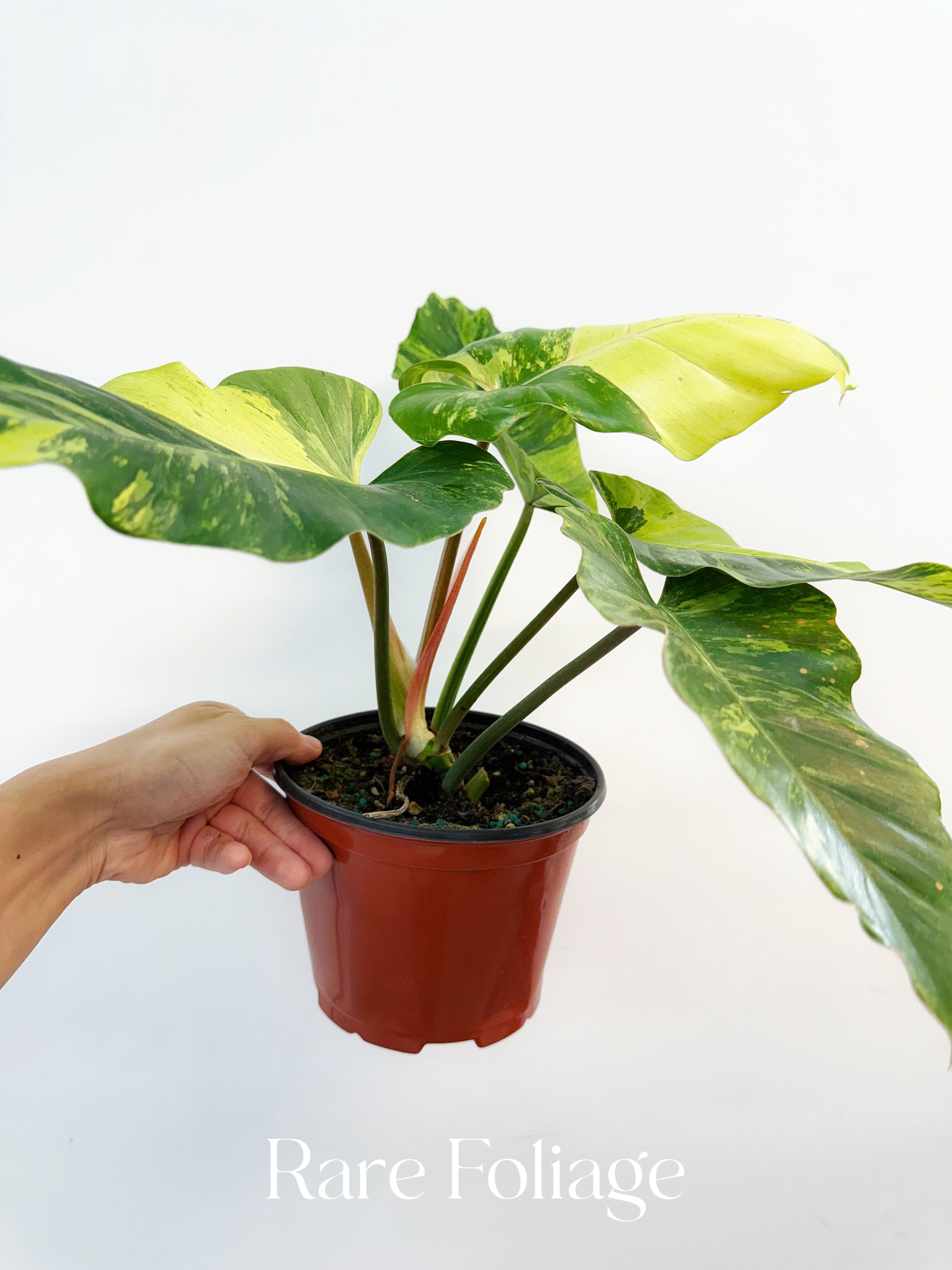 philodendron snowdrift variegated Philodendron Snowdrift Variegated 4”