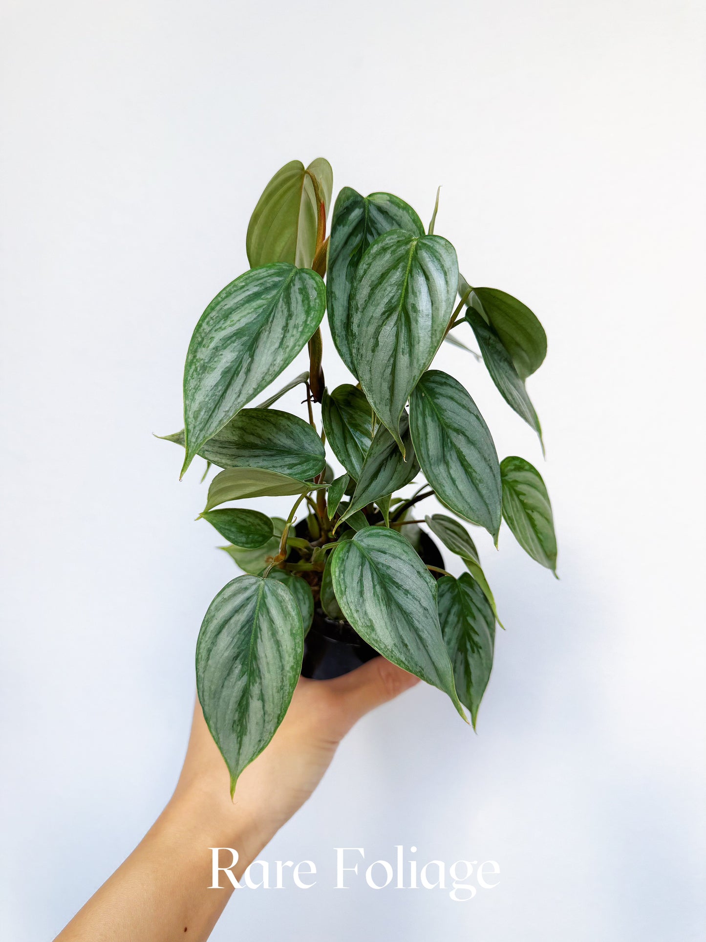 Philodendron Sodiroi 3"