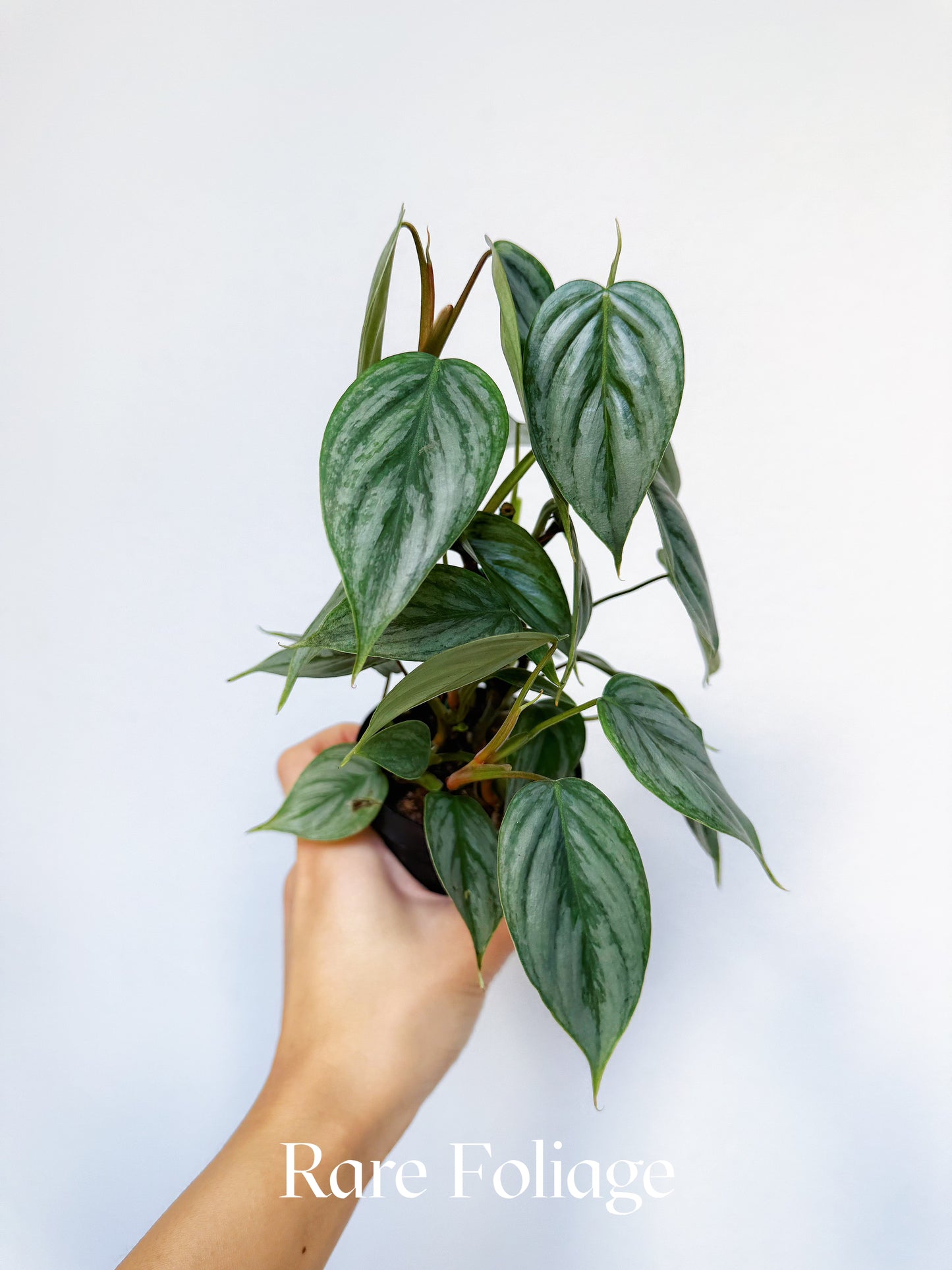 Philodendron Sodiroi 3"