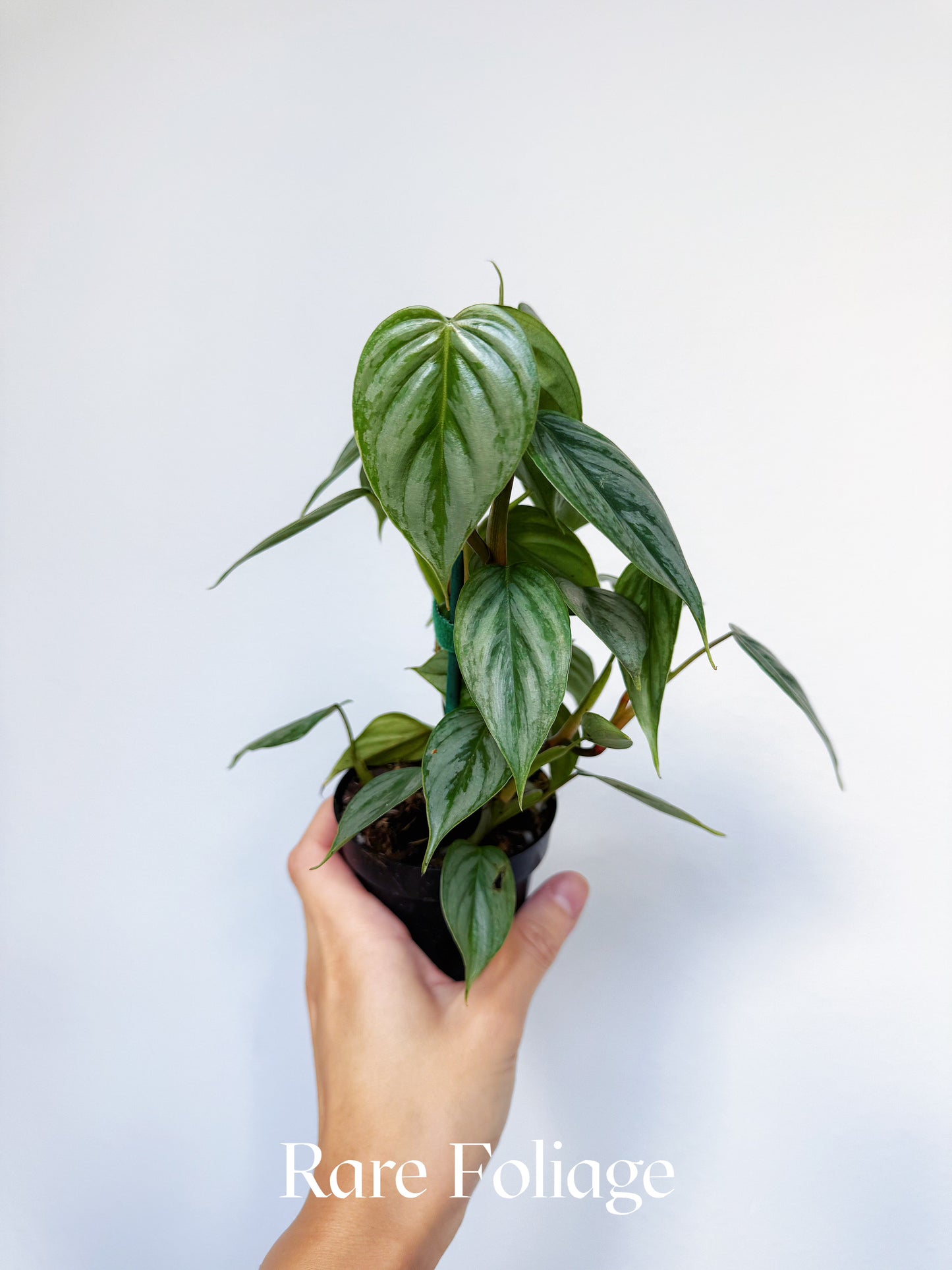 Philodendron Sodiroi 3"