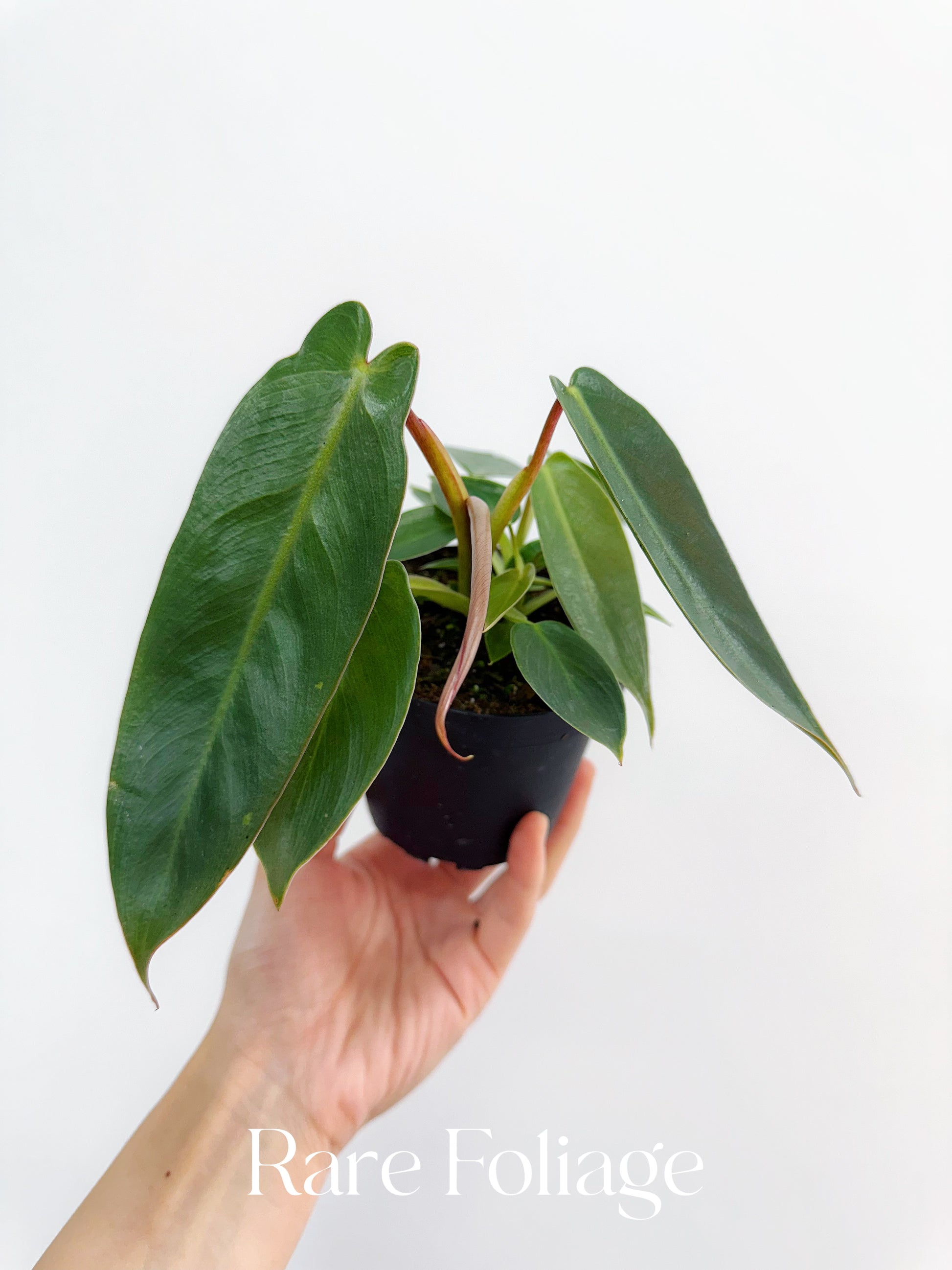 variegated philodendron spiritus sancti Philodendron Spiritus Sancti 4" – Rare Foliage Plant Co