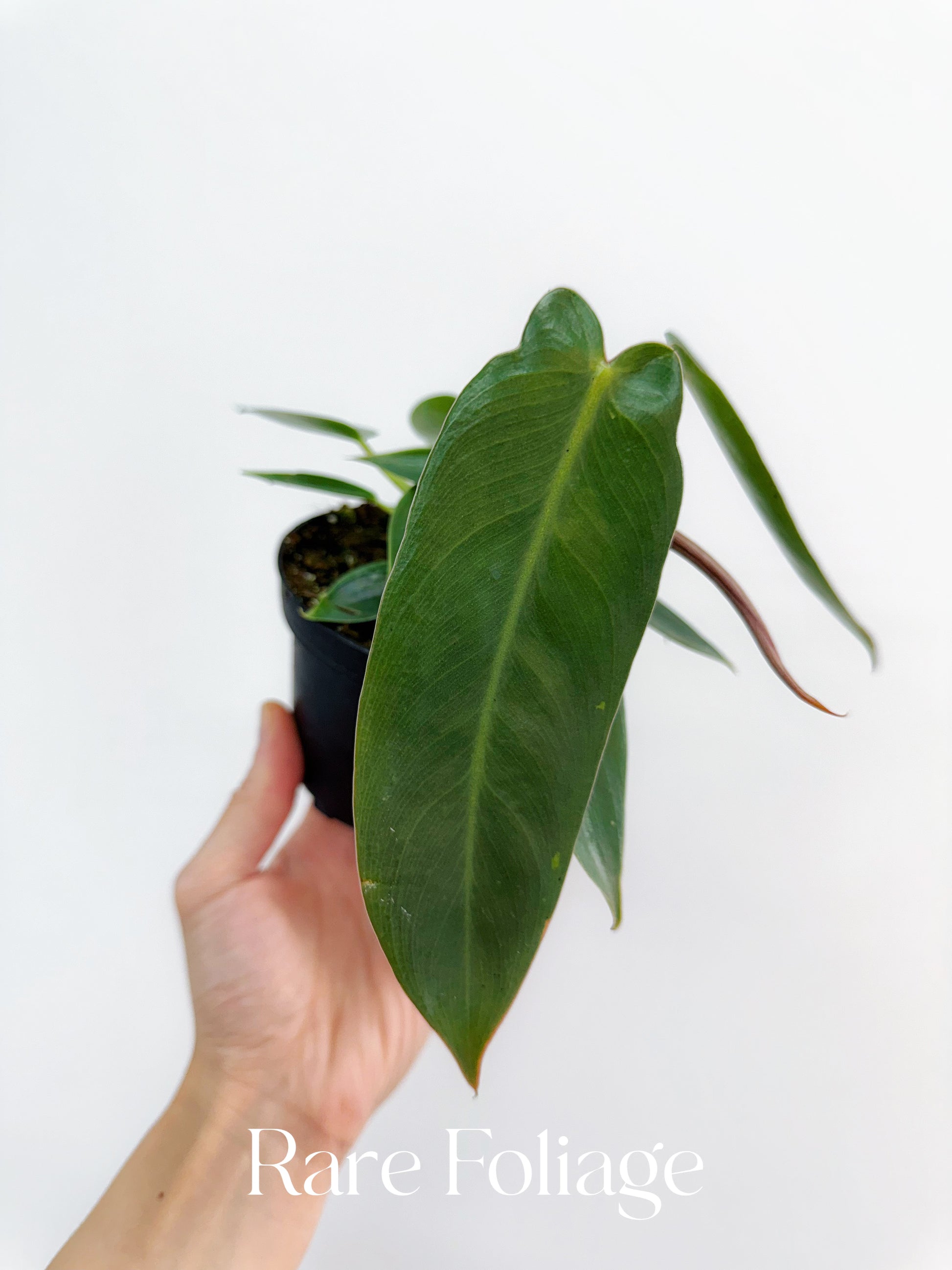 philodendron spiritus sancti juvenile Philodendron Spiritus Sancti 4" – Rare Foliage Plant Co