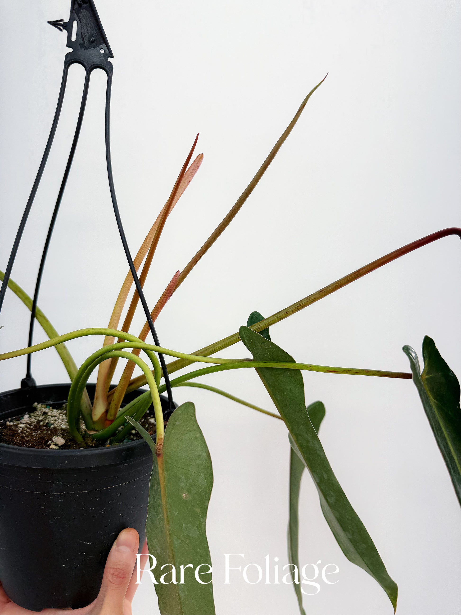 philodendron frits wentii mature Philodendron Spiritus Sancti Mature 6” Hanging Basket – Rare Foliage Plant Co
