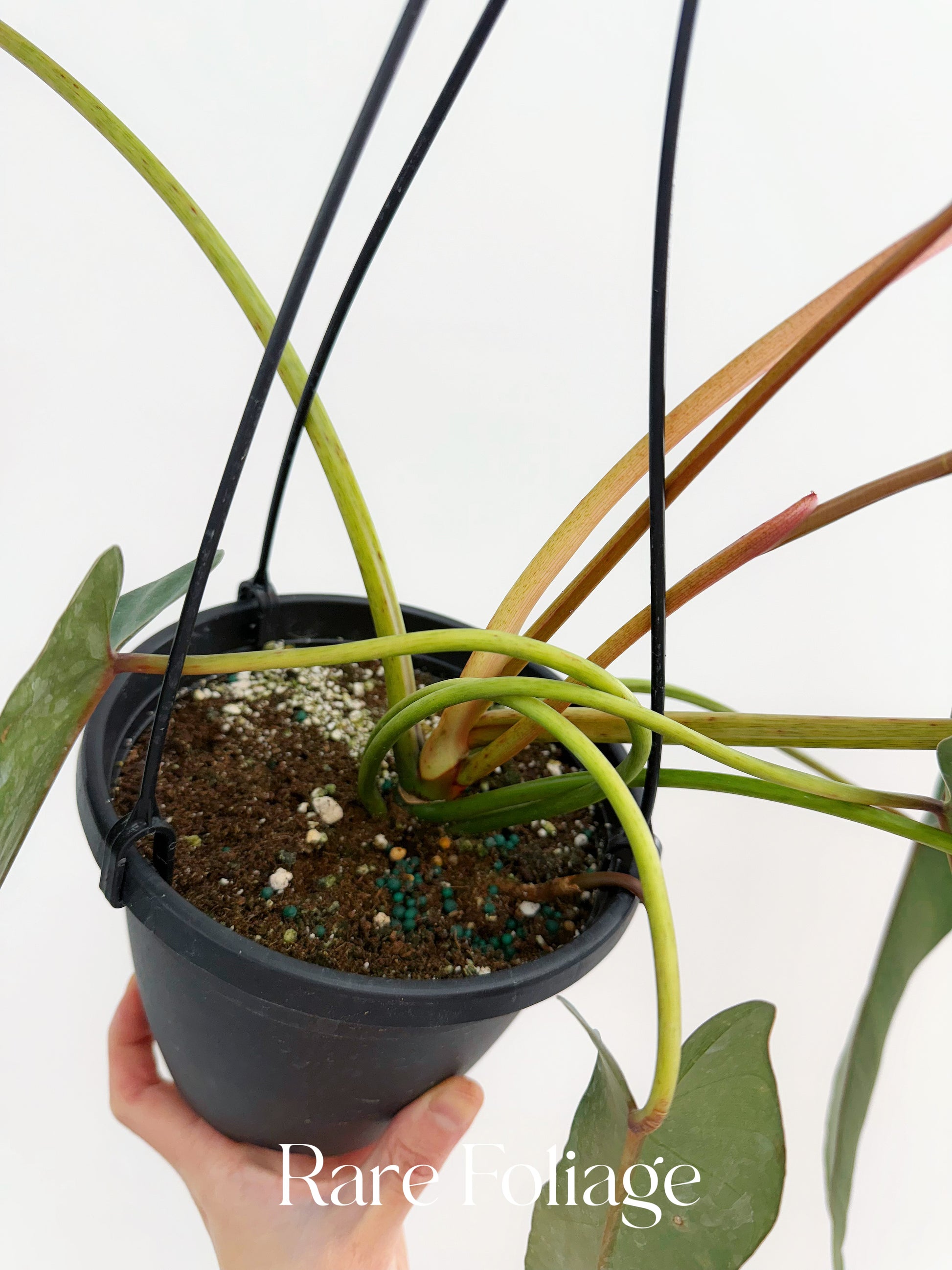 philodendron frits wentii mature Philodendron Spiritus Sancti Mature 6” Hanging Basket – Rare Foliage Plant Co
