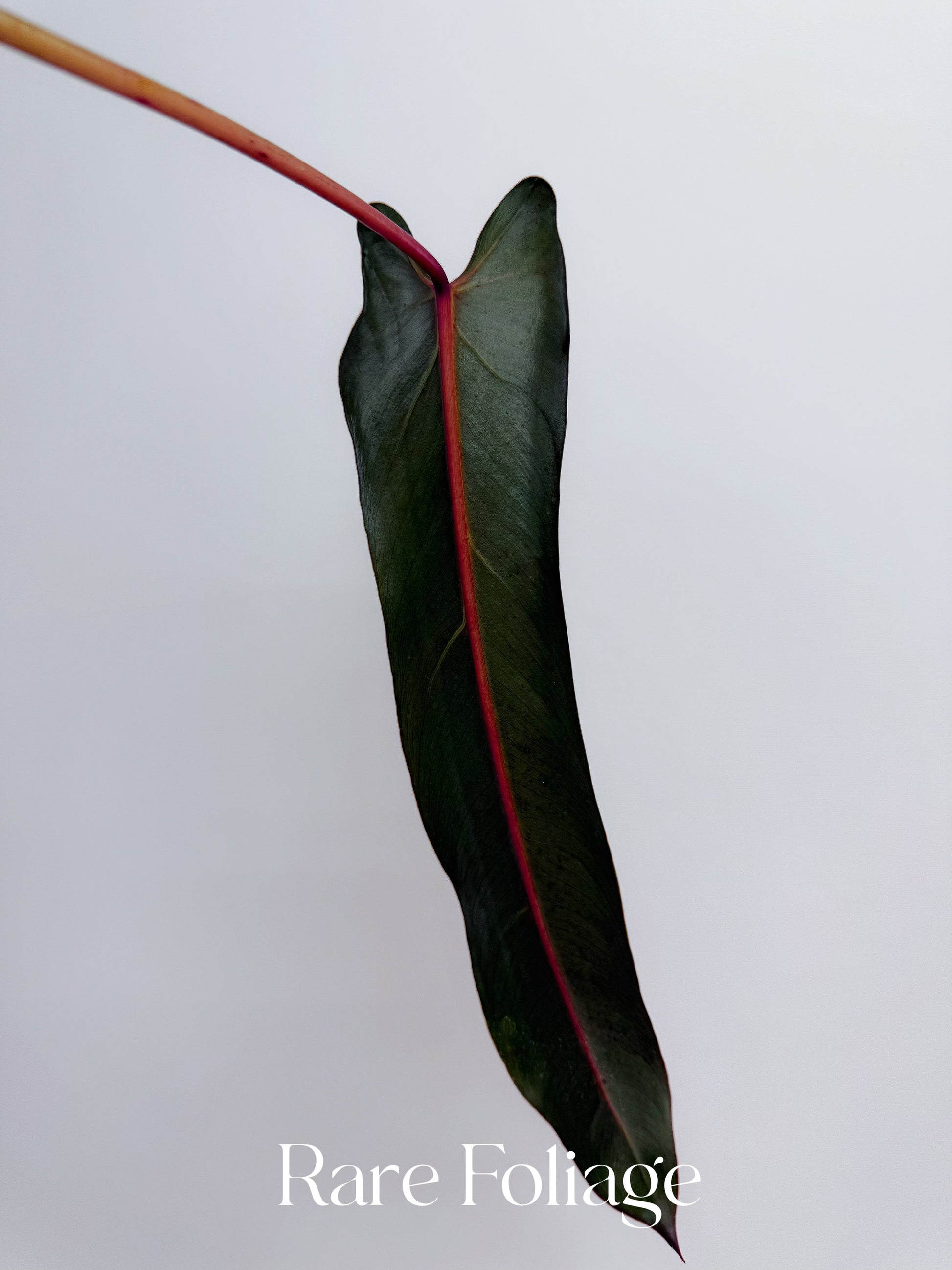 philodendron spiritus sancti ecuagenera Philodendron Spiritus Sancti Mature 6” Hanging Basket – Rare Foliage Plant Co