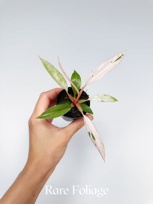 Philodendron Strawberry Caramel Marble 2”