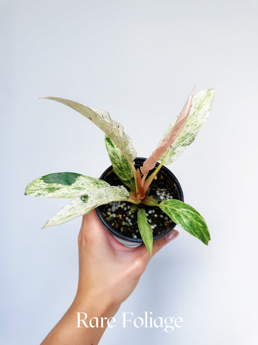 Philodendron Strawberry Caramel Marble Pink 4"