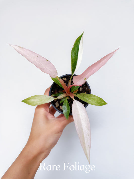Philodendron Strawberry Caramel Marble 3”