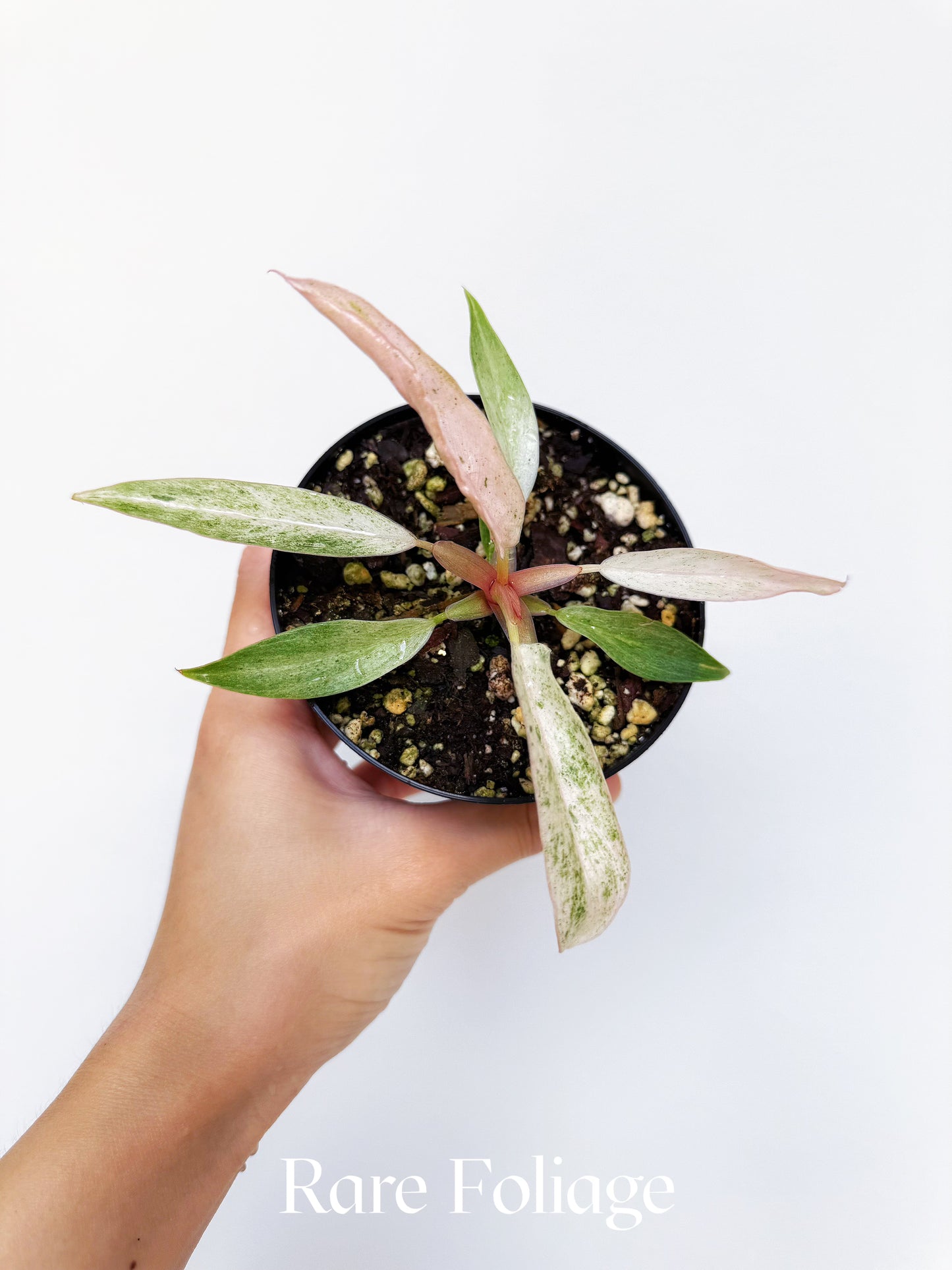 Philodendron Strawberry Caramel Marble Pink 4"