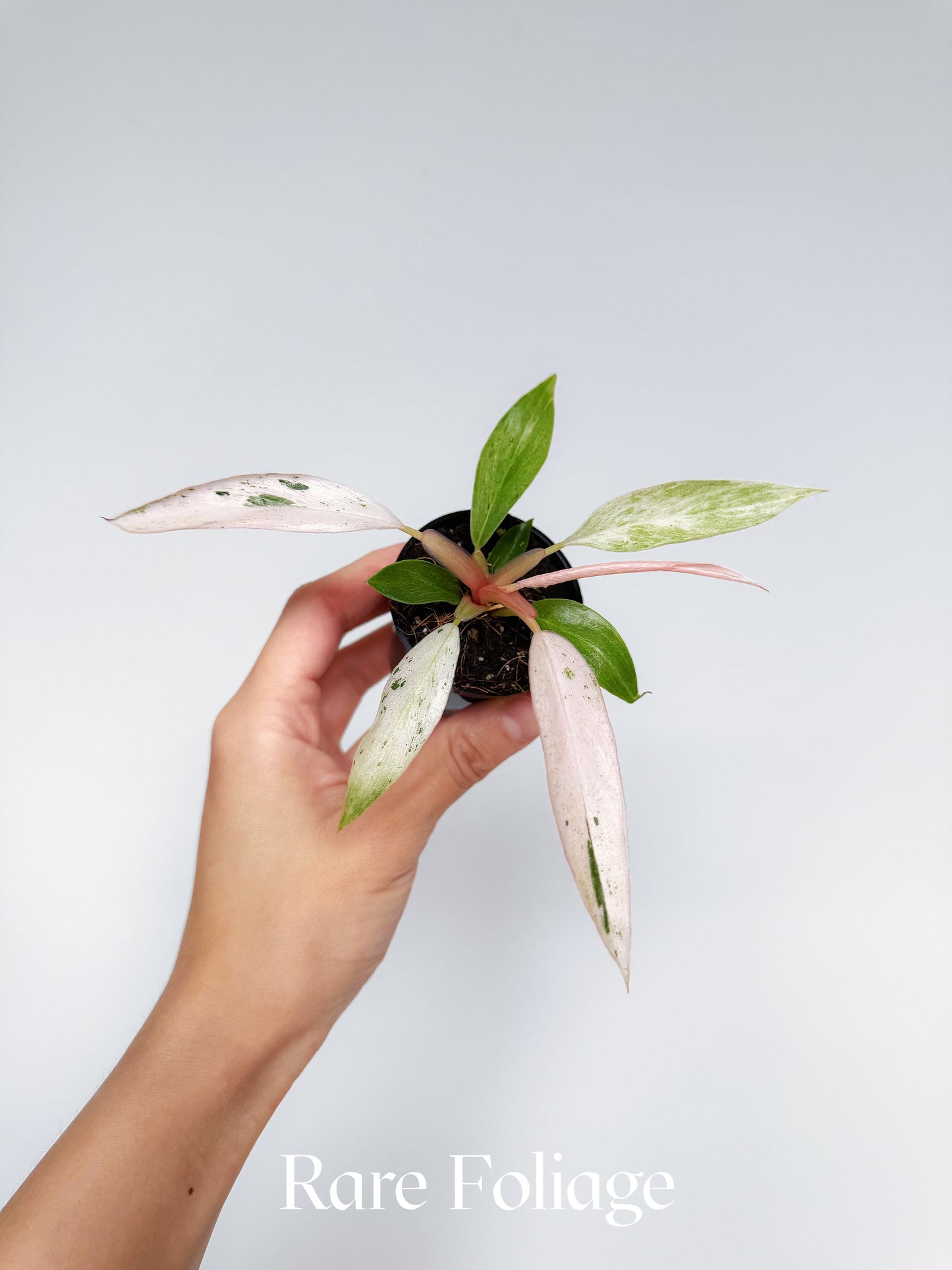 Philodendron Strawberry Caramel Marble 2”