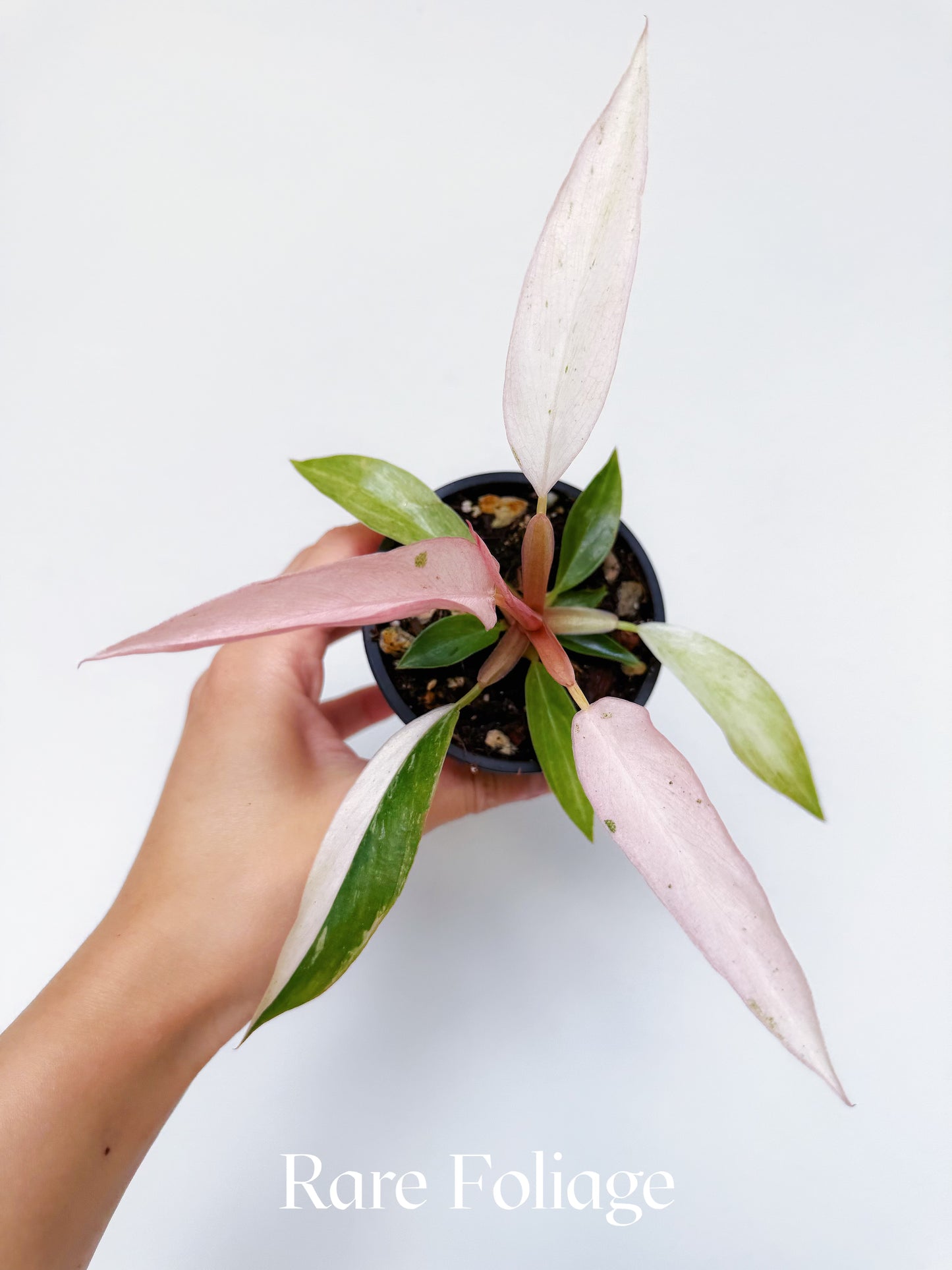 Philodendron Strawberry Caramel Marble 3”