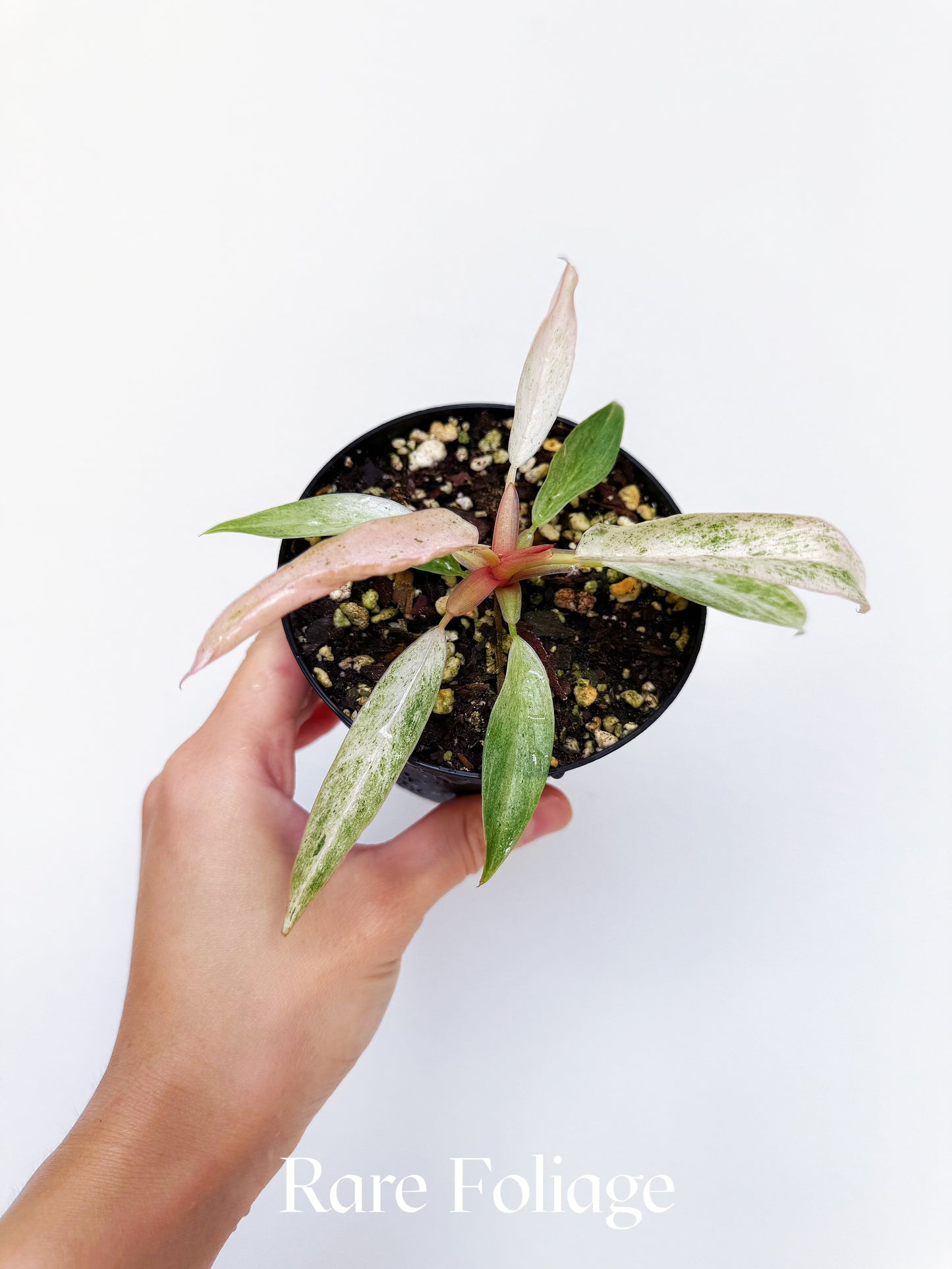 Philodendron Strawberry Caramel Marble Pink 4"