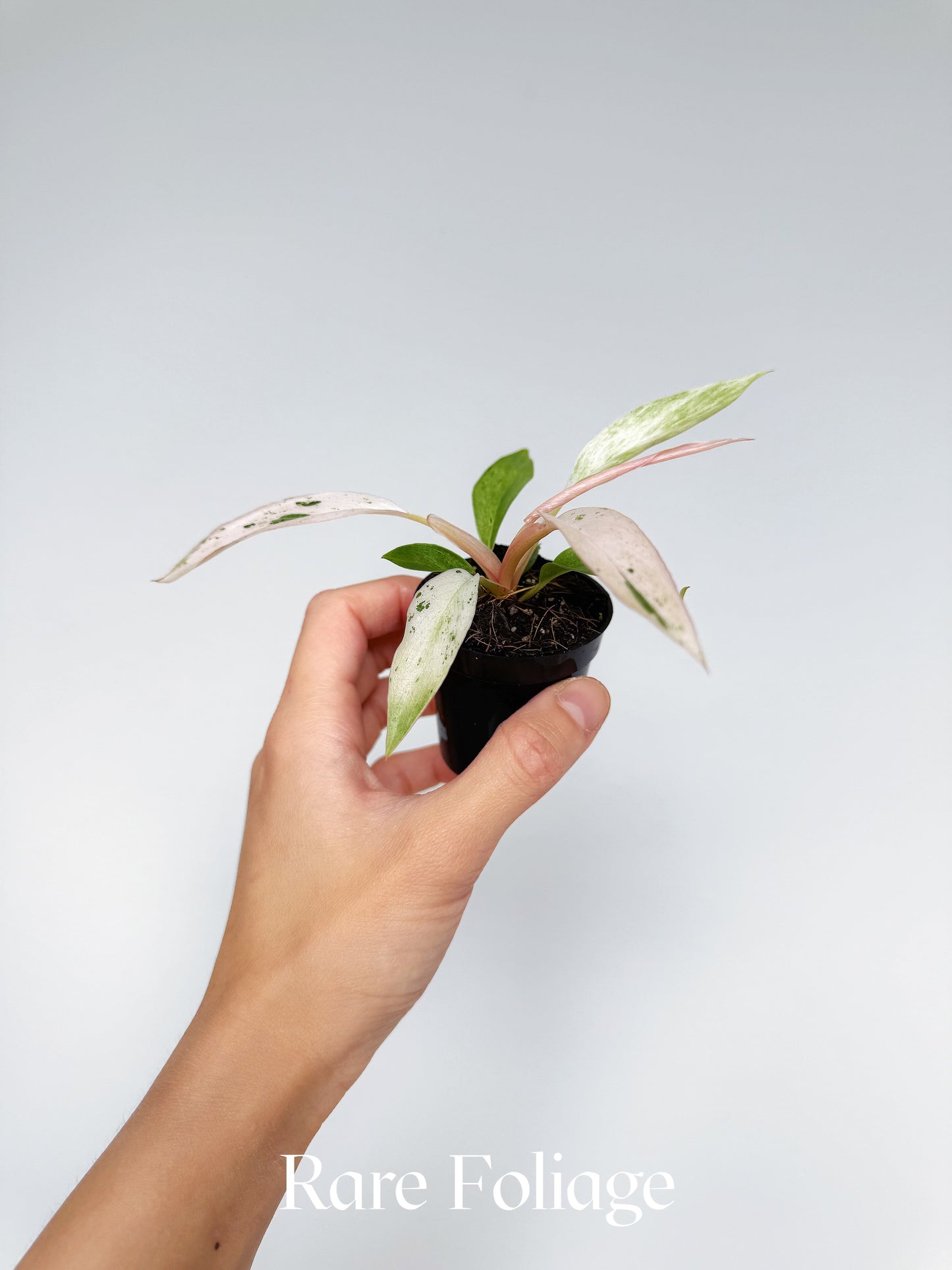 Philodendron Strawberry Caramel Marble 2”