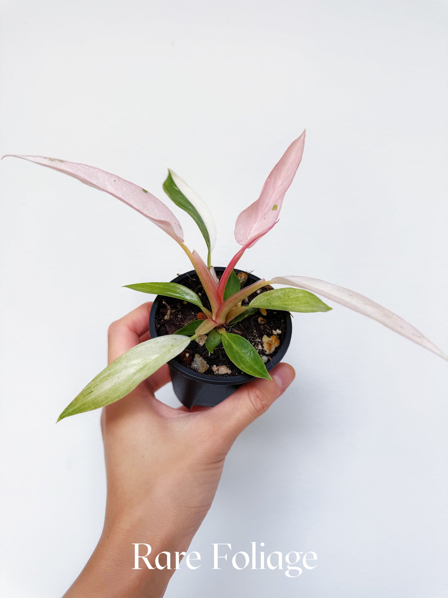 Philodendron Strawberry Caramel Marble 3”