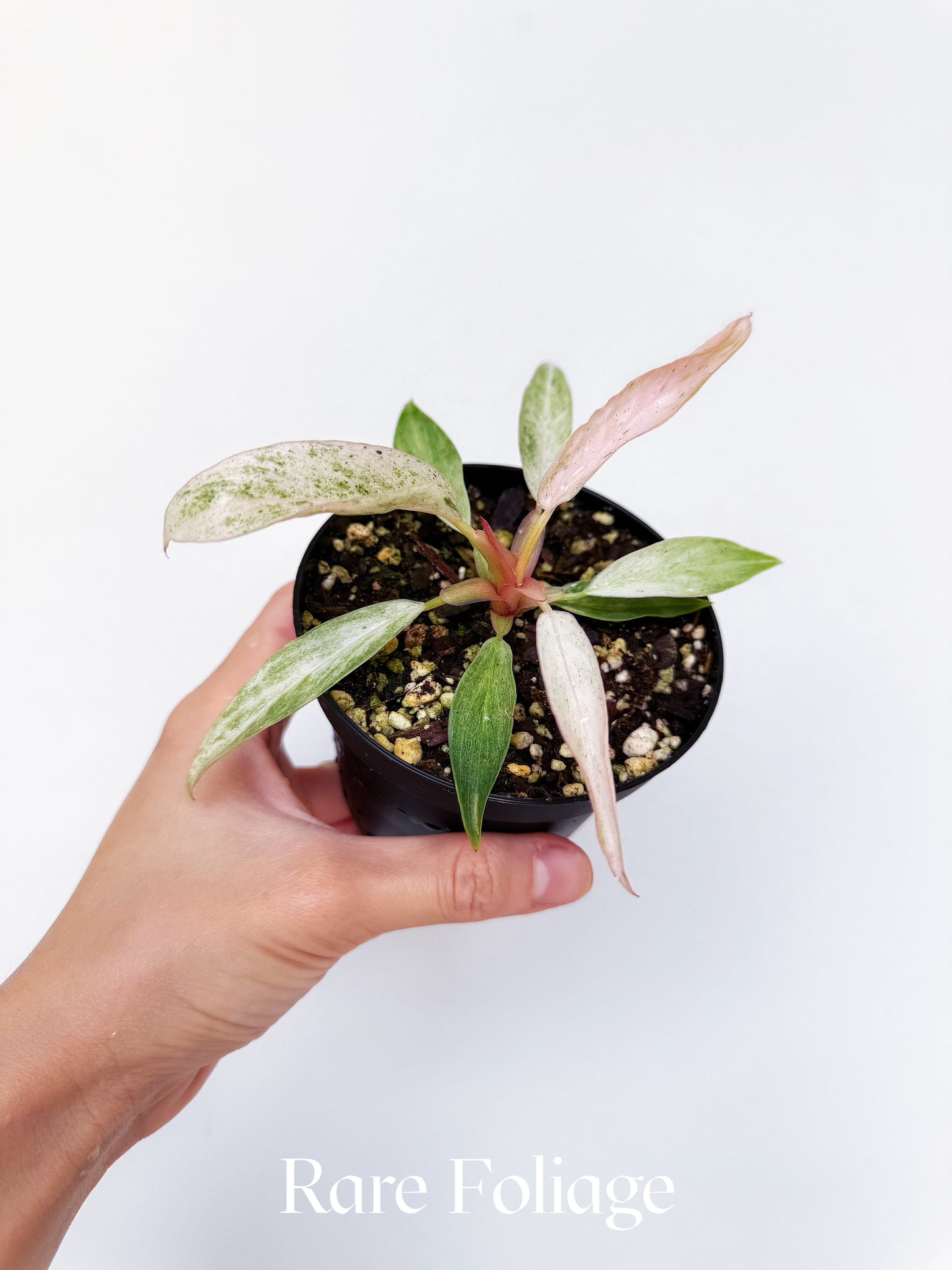 Philodendron Strawberry Caramel Marble Pink 4"
