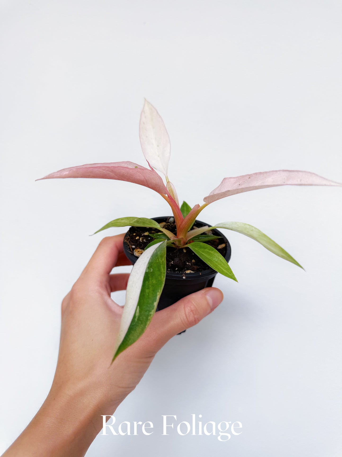 Philodendron Strawberry Caramel Marble 3”
