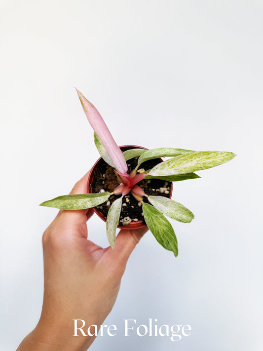 Philodendron Strawberry Caramel Marble 2”