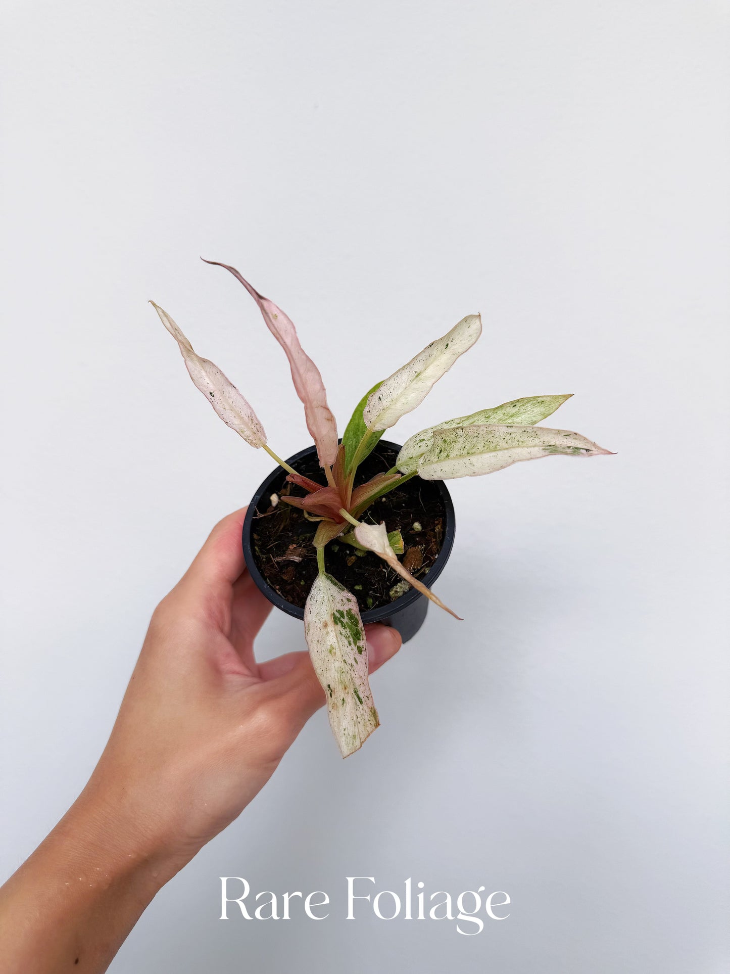 Philodendron Strawberry Marble (Pink Variegated Caramel Marble) 3” Exact Plant