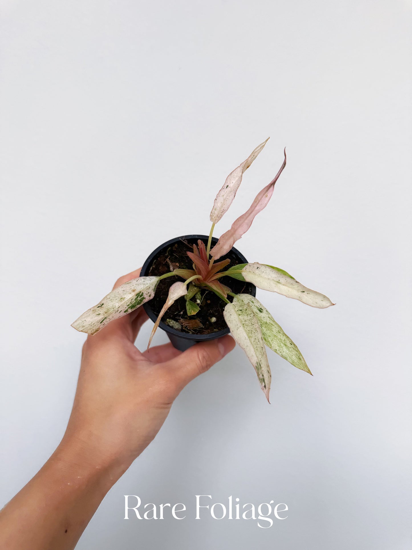 Philodendron Strawberry Marble (Pink Variegated Caramel Marble) 3” Exact Plant