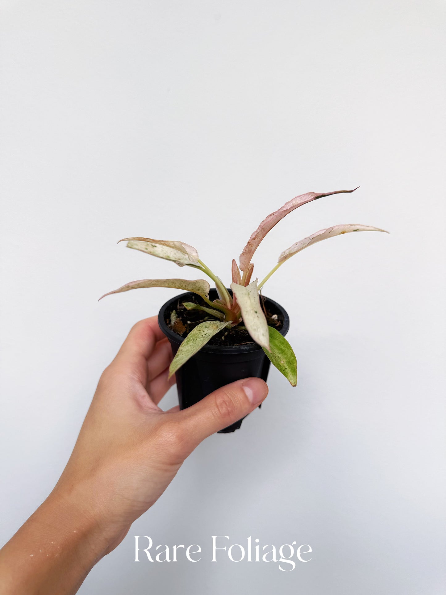 Philodendron Strawberry Marble (Pink Variegated Caramel Marble) 3” Exact Plant