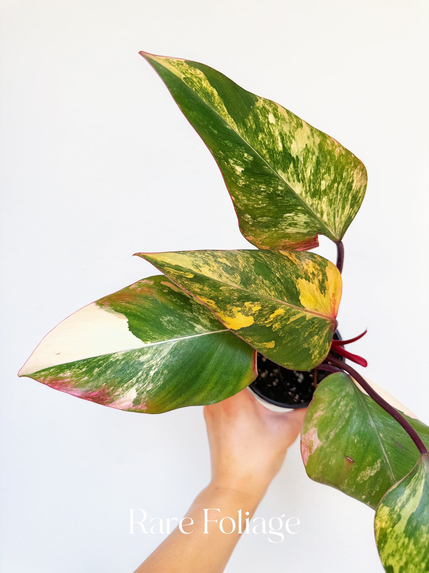Philodendron Strawberry Shake 4”