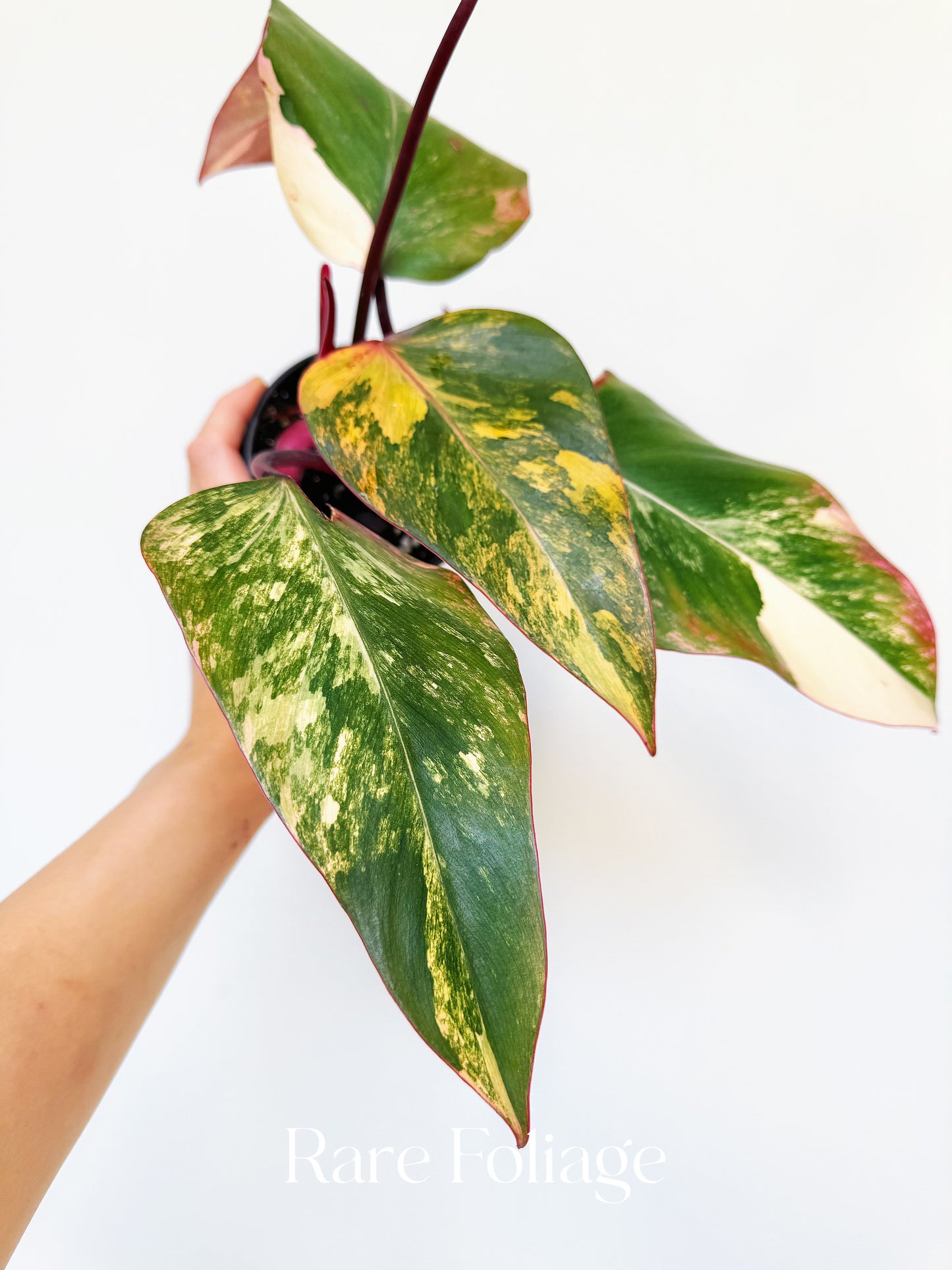 Philodendron Strawberry Shake 4”