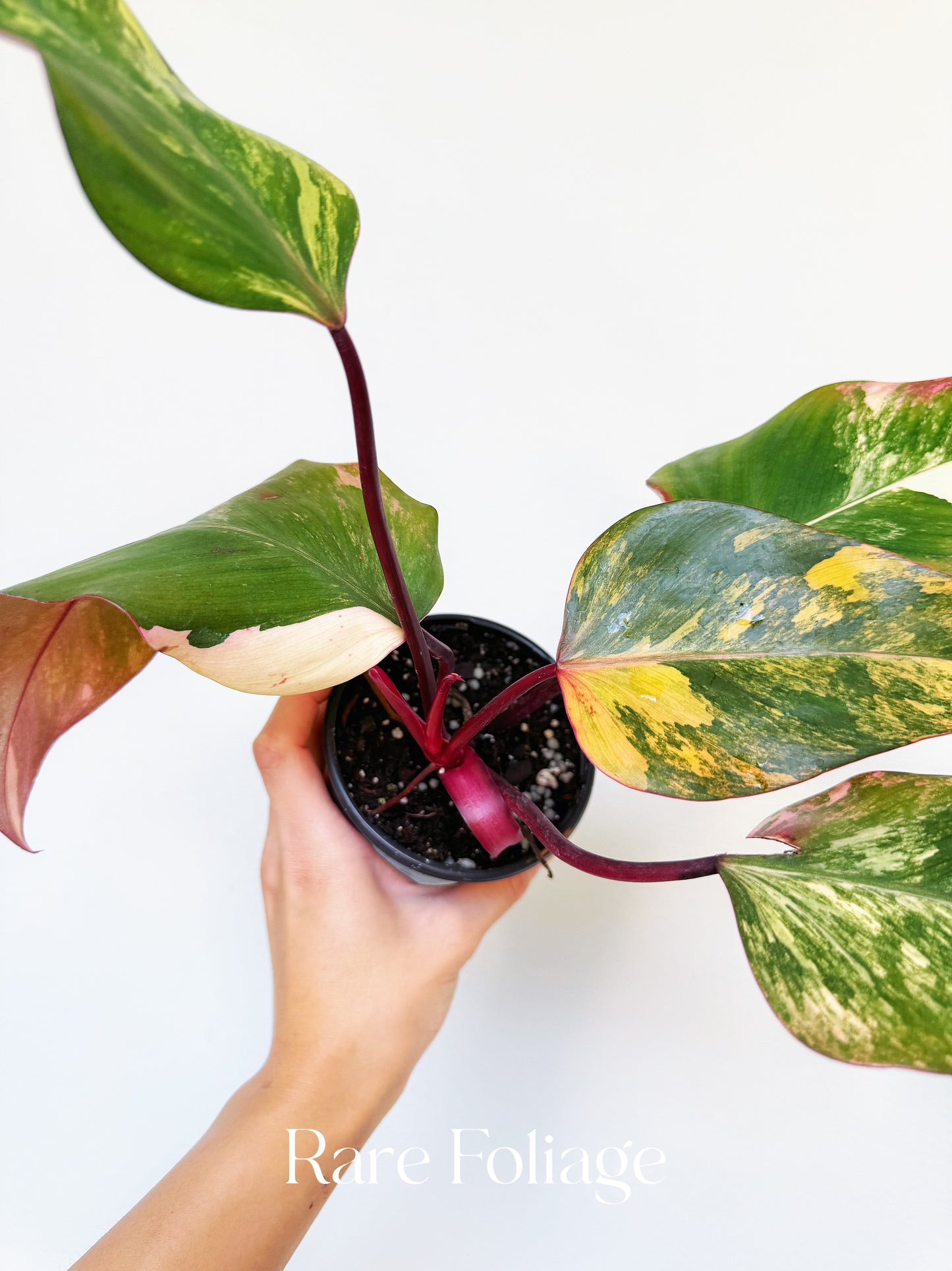 Philodendron Strawberry Shake 4”