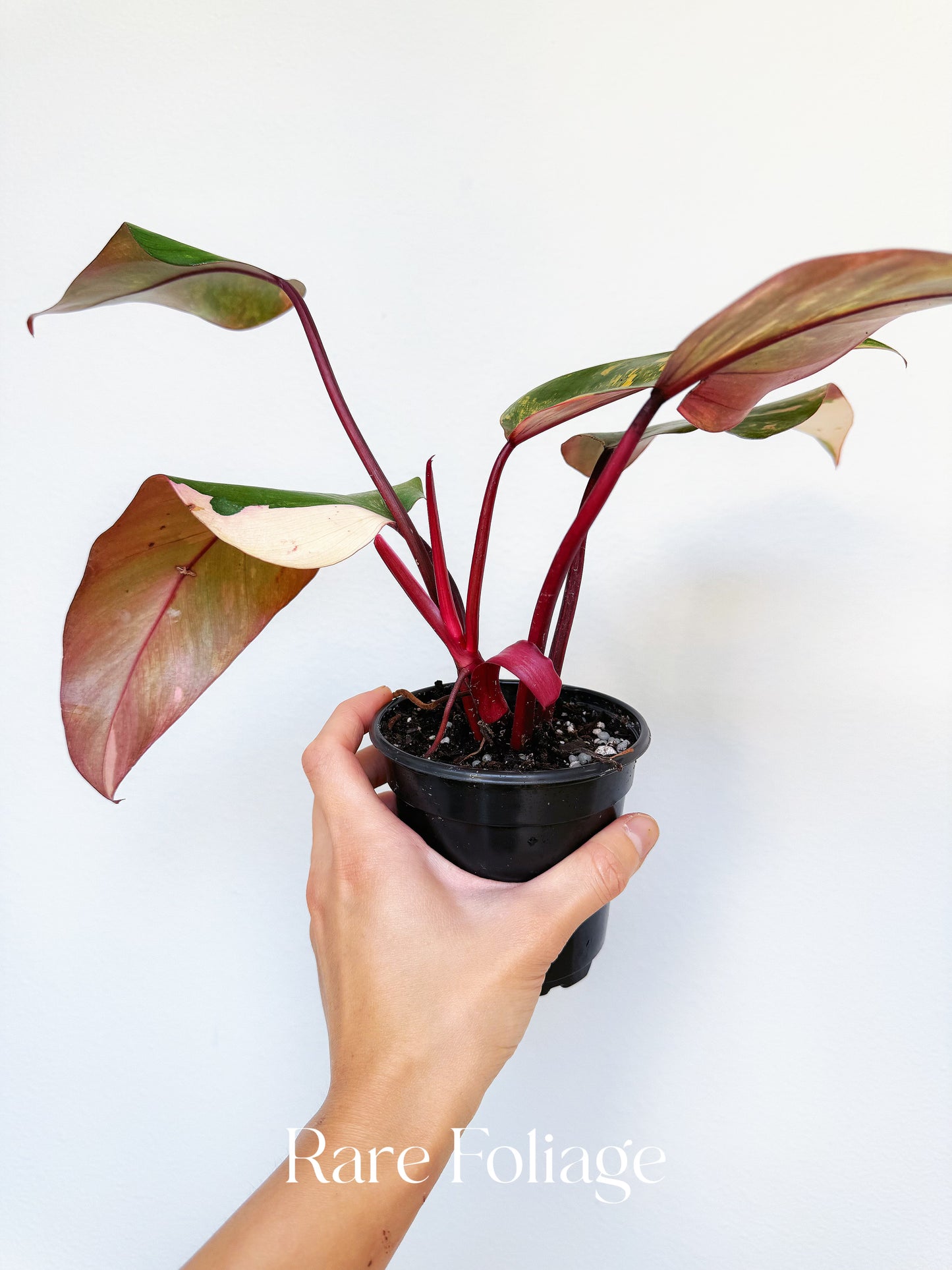 Philodendron Strawberry Shake 4”