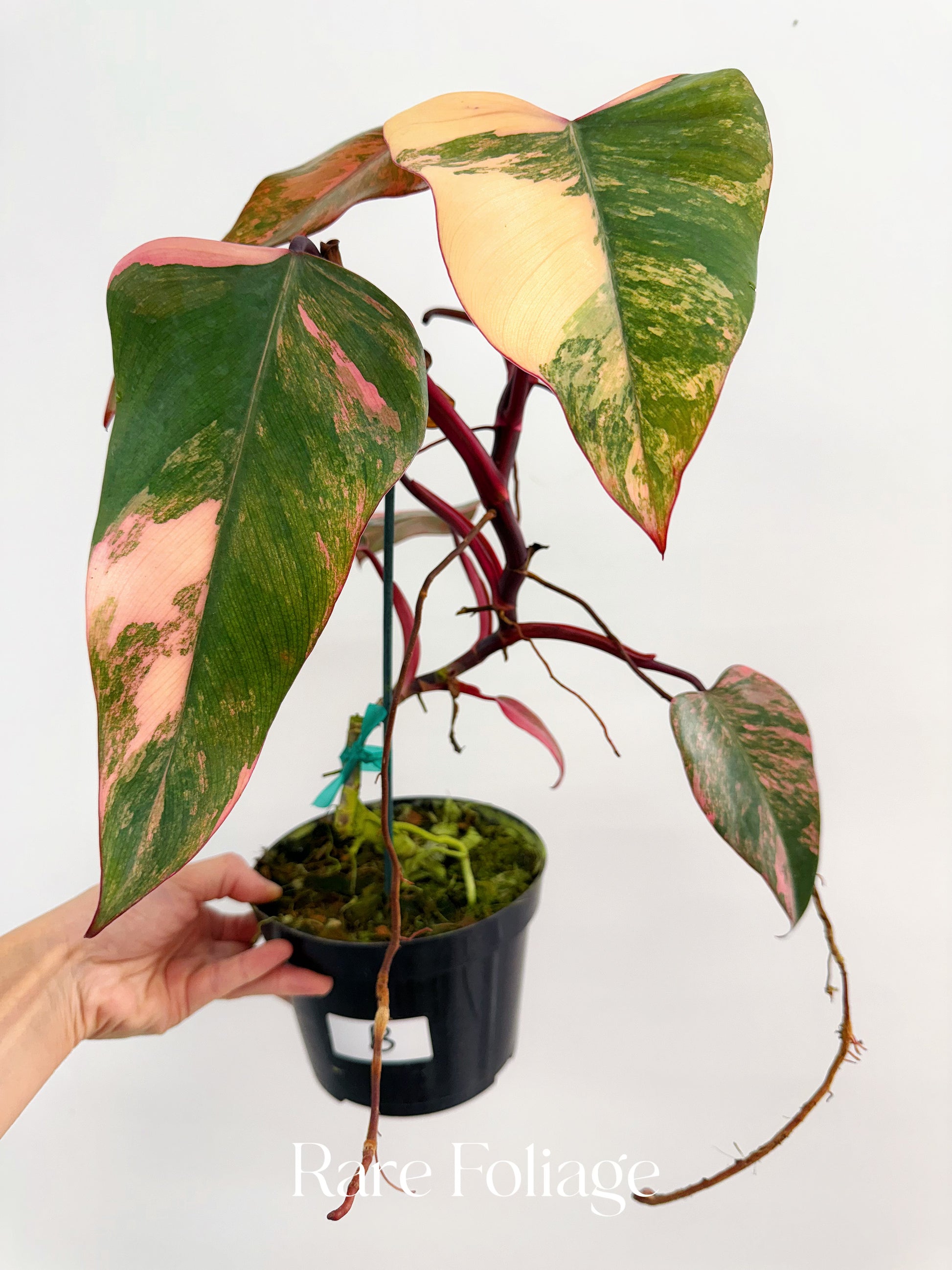 philodendron strawberry shake care Philodendron Strawberry Shake 6" High Color