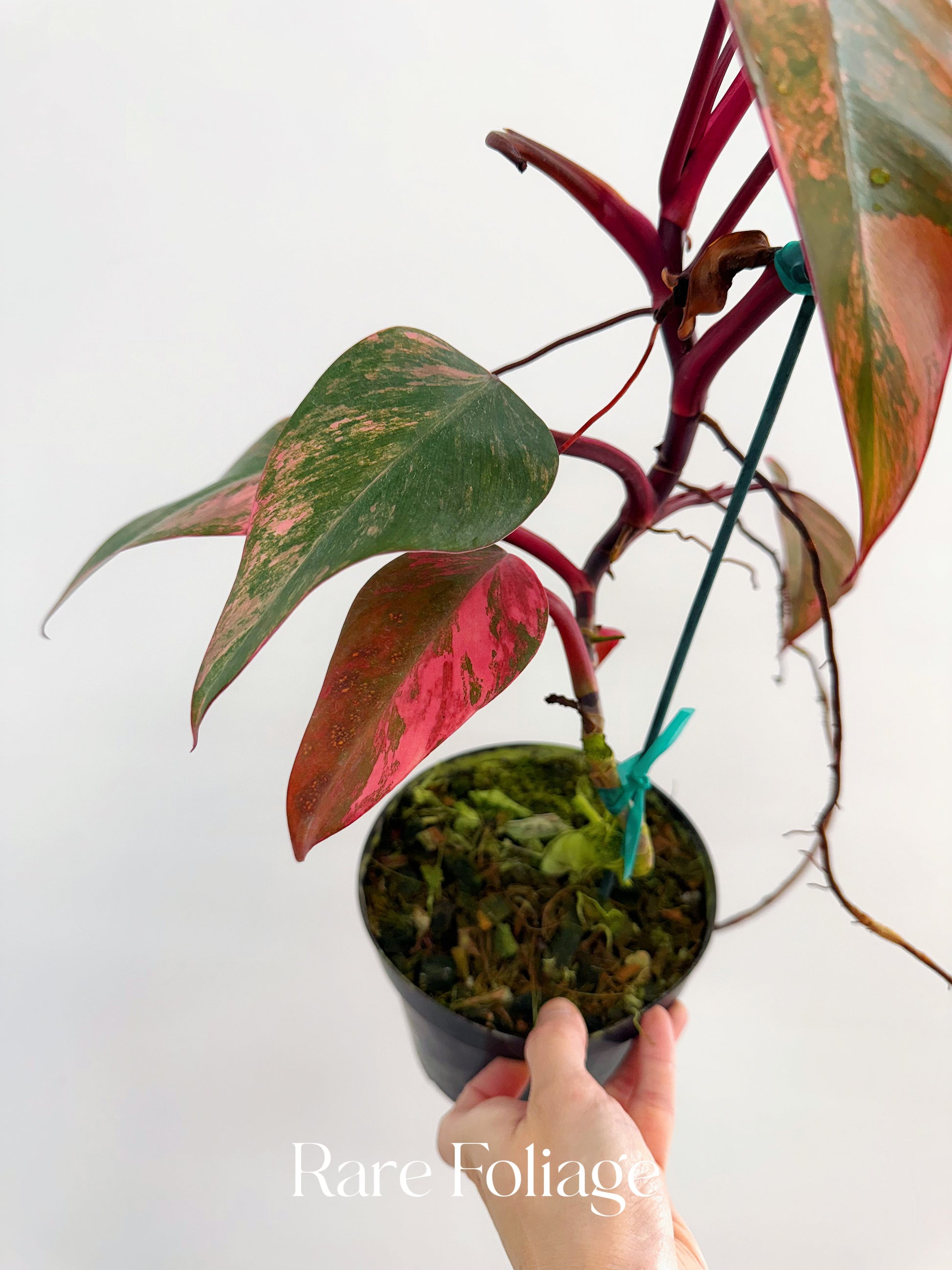 strawberry shake philodendron Philodendron Strawberry Shake 6" High Color