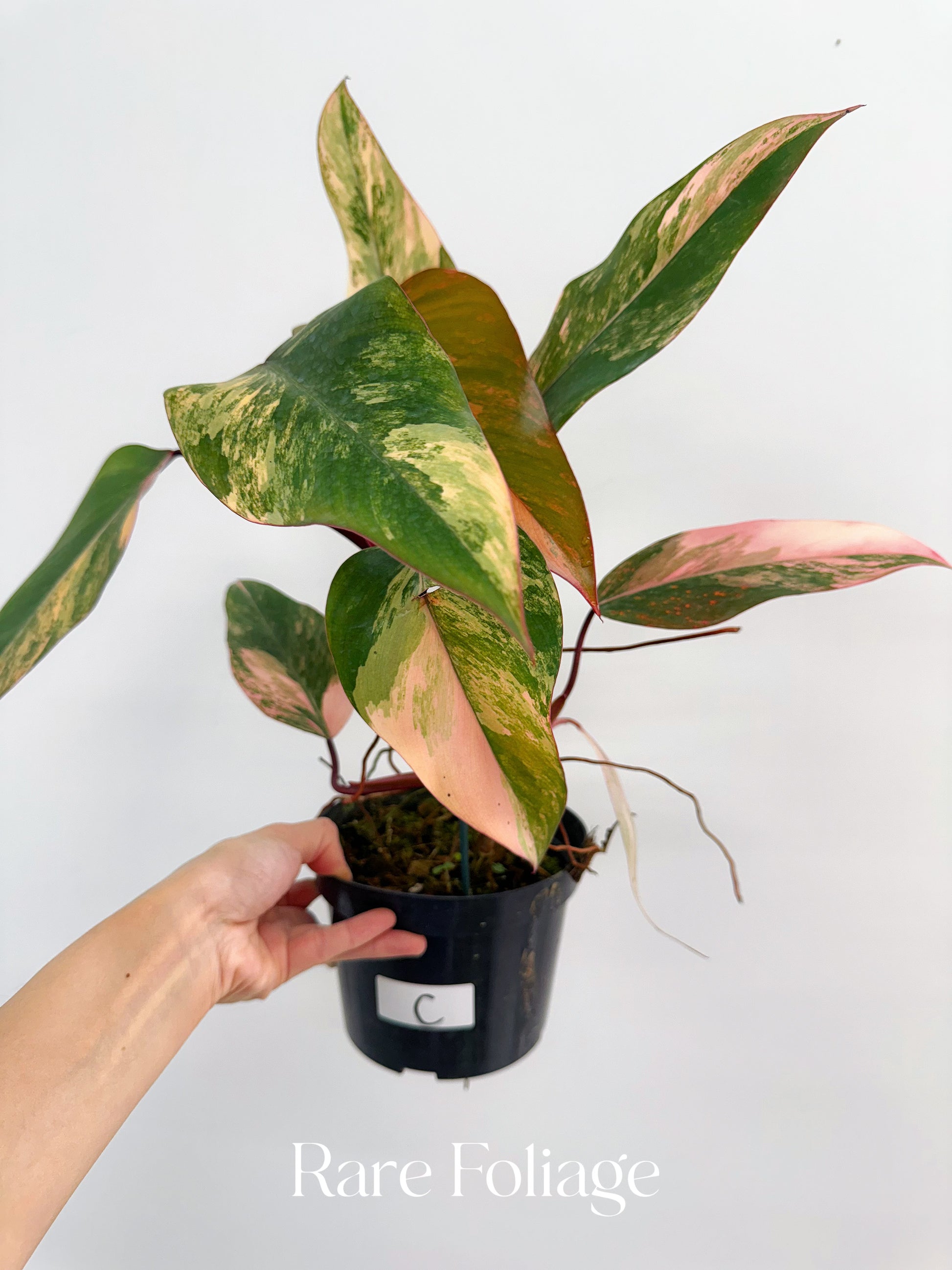 strawberry shake philodendron for sale Philodendron Strawberry Shake 6" High Color – Rare Foliage Plant Co