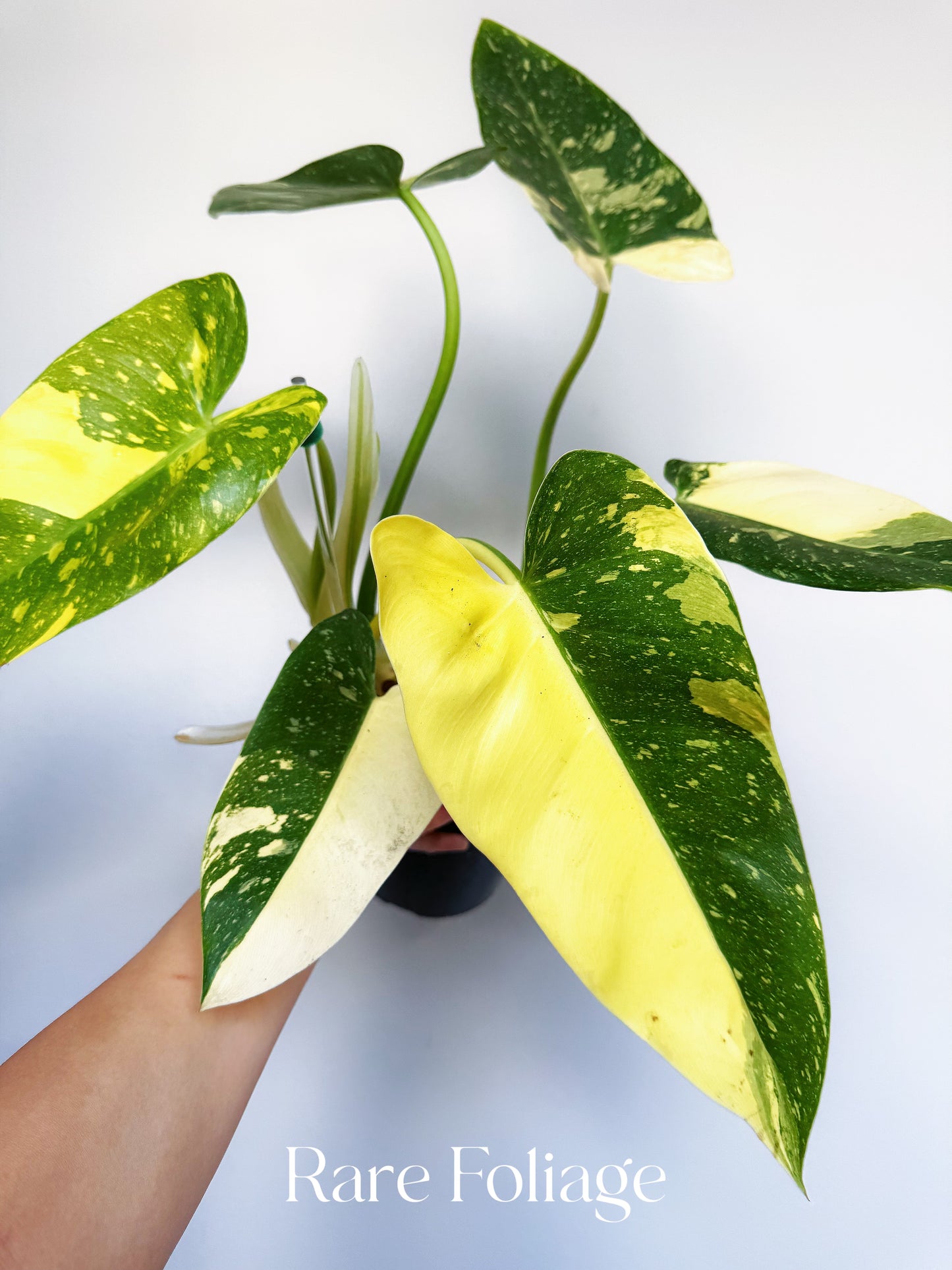 Philodendron Texas Jose Buono 6"