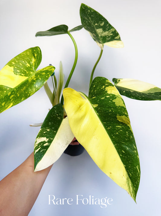 Philodendron Texas Jose Buono 6"