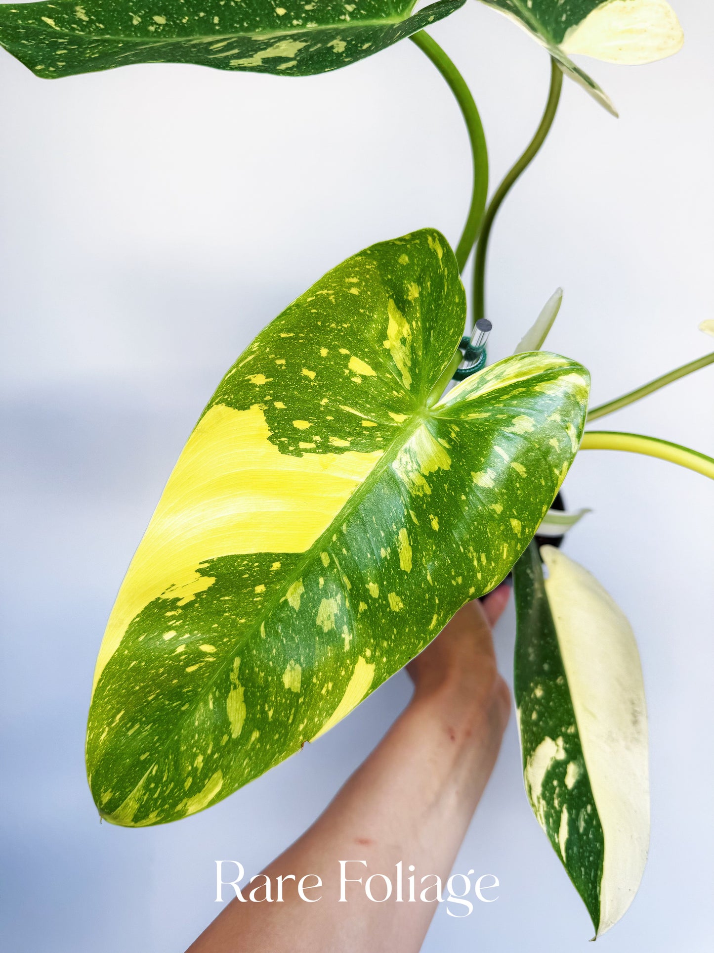 Philodendron Texas Jose Buono 6"