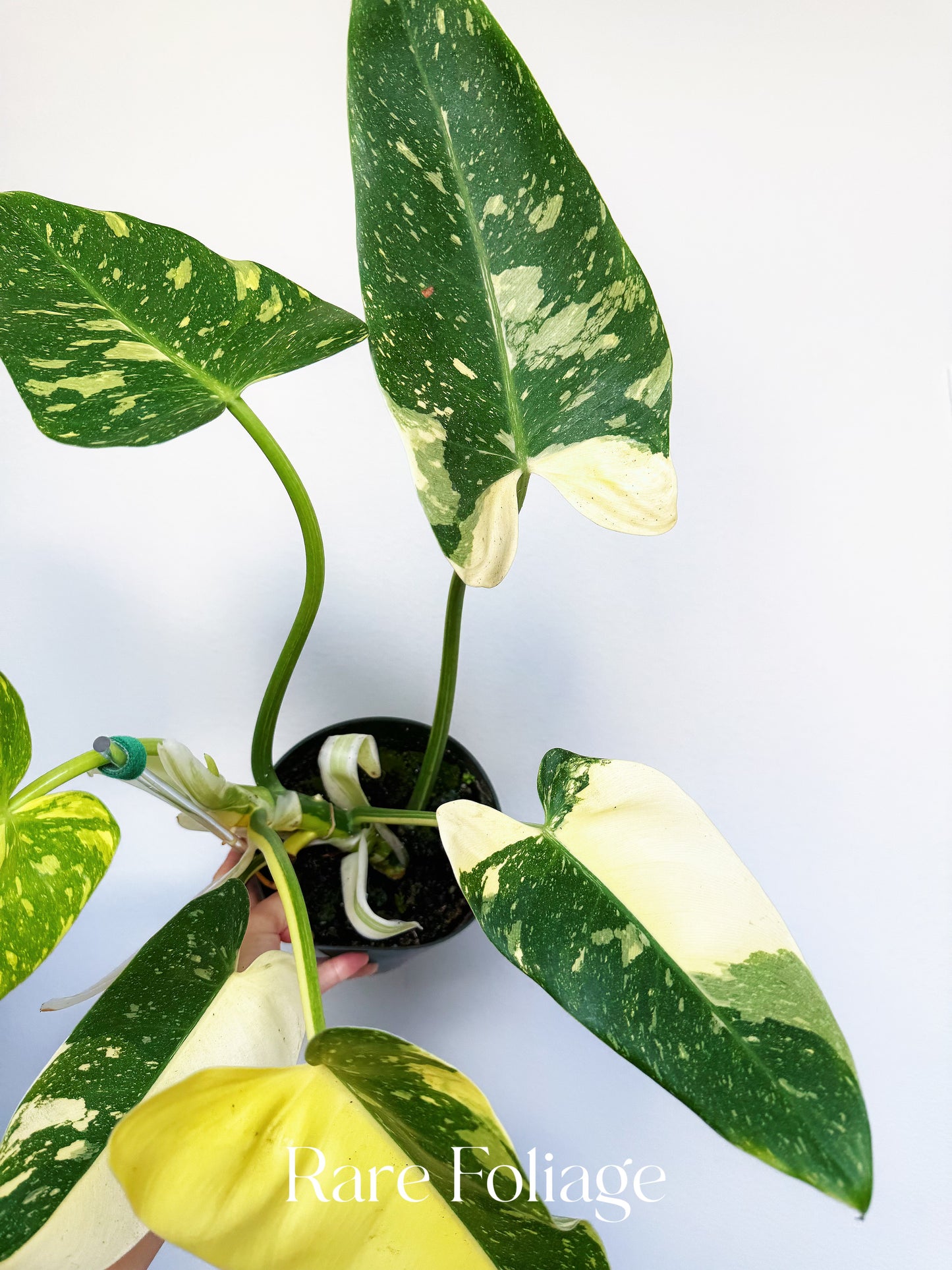 Philodendron Texas Jose Buono 6"