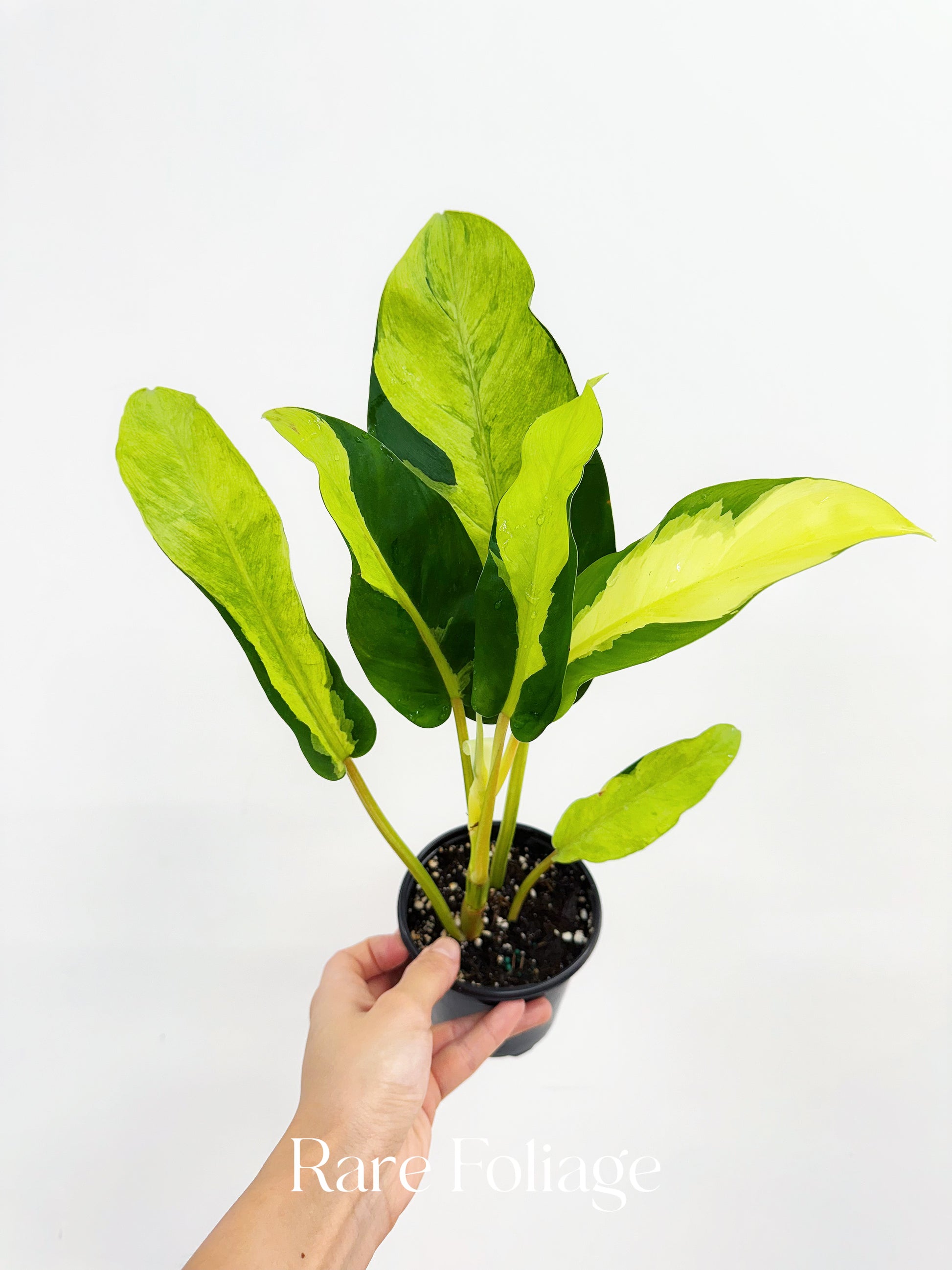 philodendron golden goddess vs thai sunrise Philodendron Thai Sunrise 4”