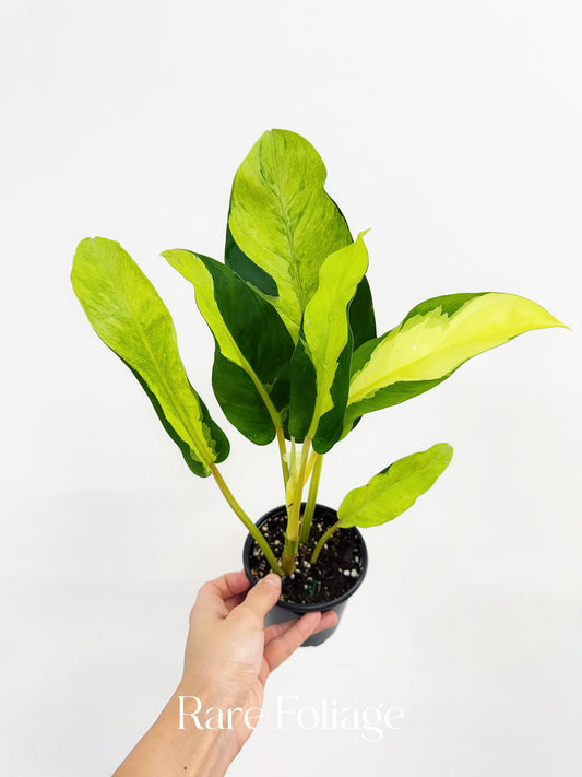 Philodendron Thai Sunrise 4”